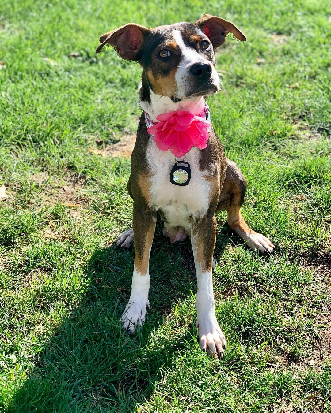 🆘 FOSTERS…We need help!🆘 Can anyone foster Finn OR Autumn starting TONIGHT for 10 days? If we can’t find a foster, poor Finn will end up in boarding. 😩 Both love other dogs and people, and Finn is good with cats. Autumn is a low-key, quiet girl, and Finn loves to play (he’s obsessed with other dogs!). If you can help, please text Melissa, Meg, or Gina or send a PM to the page. 🙏🏻🙏🏻🙏🏻 
<a target='_blank' href='https://www.instagram.com/explore/tags/olliesangelsanimalrescue/'>#olliesangelsanimalrescue</a> <a target='_blank' href='https://www.instagram.com/explore/tags/rescue/'>#rescue</a> <a target='_blank' href='https://www.instagram.com/explore/tags/rescuedismyfavoritebreed/'>#rescuedismyfavoritebreed</a> <a target='_blank' href='https://www.instagram.com/explore/tags/rescuedismyfavouritebreed/'>#rescuedismyfavouritebreed</a> <a target='_blank' href='https://www.instagram.com/explore/tags/rescuedisthebestbreed/'>#rescuedisthebestbreed</a> <a target='_blank' href='https://www.instagram.com/explore/tags/adopt/'>#adopt</a> <a target='_blank' href='https://www.instagram.com/explore/tags/adoptdontshop/'>#adoptdontshop</a>🐾 <a target='_blank' href='https://www.instagram.com/explore/tags/adoptdontbuy/'>#adoptdontbuy</a> <a target='_blank' href='https://www.instagram.com/explore/tags/adoptdogs/'>#adoptdogs</a> <a target='_blank' href='https://www.instagram.com/explore/tags/adoptdontshop/'>#adoptdontshop</a>❤️ <a target='_blank' href='https://www.instagram.com/explore/tags/foster/'>#foster</a> <a target='_blank' href='https://www.instagram.com/explore/tags/fosteringsaveslives/'>#fosteringsaveslives</a> <a target='_blank' href='https://www.instagram.com/explore/tags/fostering/'>#fostering</a> <a target='_blank' href='https://www.instagram.com/explore/tags/fosterdog/'>#fosterdog</a> <a target='_blank' href='https://www.instagram.com/explore/tags/fosterdogs/'>#fosterdogs</a> <a target='_blank' href='https://www.instagram.com/explore/tags/fostercare/'>#fostercare</a> <a target='_blank' href='https://www.instagram.com/explore/tags/fosterdogsofinstagram/'>#fosterdogsofinstagram</a> <a target='_blank' href='https://www.instagram.com/explore/tags/fureverhome/'>#fureverhome</a> <a target='_blank' href='https://www.instagram.com/explore/tags/fureverfamily/'>#fureverfamily</a> <a target='_blank' href='https://www.instagram.com/explore/tags/fureverfriend/'>#fureverfriend</a> <a target='_blank' href='https://www.instagram.com/explore/tags/furever/'>#furever</a>  <a target='_blank' href='https://www.instagram.com/explore/tags/adopt/'>#adopt</a>  <a target='_blank' href='https://www.instagram.com/explore/tags/fostercare/'>#fostercare</a> <a target='_blank' href='https://www.instagram.com/explore/tags/rescuedogsofinstagram/'>#rescuedogsofinstagram</a> <a target='_blank' href='https://www.instagram.com/explore/tags/rescuedog/'>#rescuedog</a> <a target='_blank' href='https://www.instagram.com/explore/tags/rescuedogsofig/'>#rescuedogsofig</a> <a target='_blank' href='https://www.instagram.com/explore/tags/rescued/'>#rescued</a> <a target='_blank' href='https://www.instagram.com/explore/tags/rescuedogs/'>#rescuedogs</a> <a target='_blank' href='https://www.instagram.com/explore/tags/fosterparents/'>#fosterparents</a> <a target='_blank' href='https://www.instagram.com/explore/tags/fosterpup/'>#fosterpup</a>