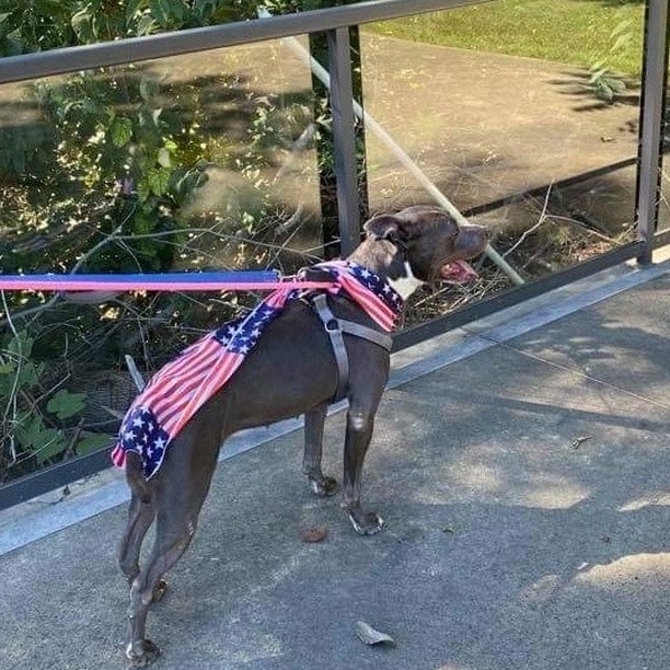 Zena participates in our rent-a-dog program and was on a recent outing and was a delight to have out for the day. 