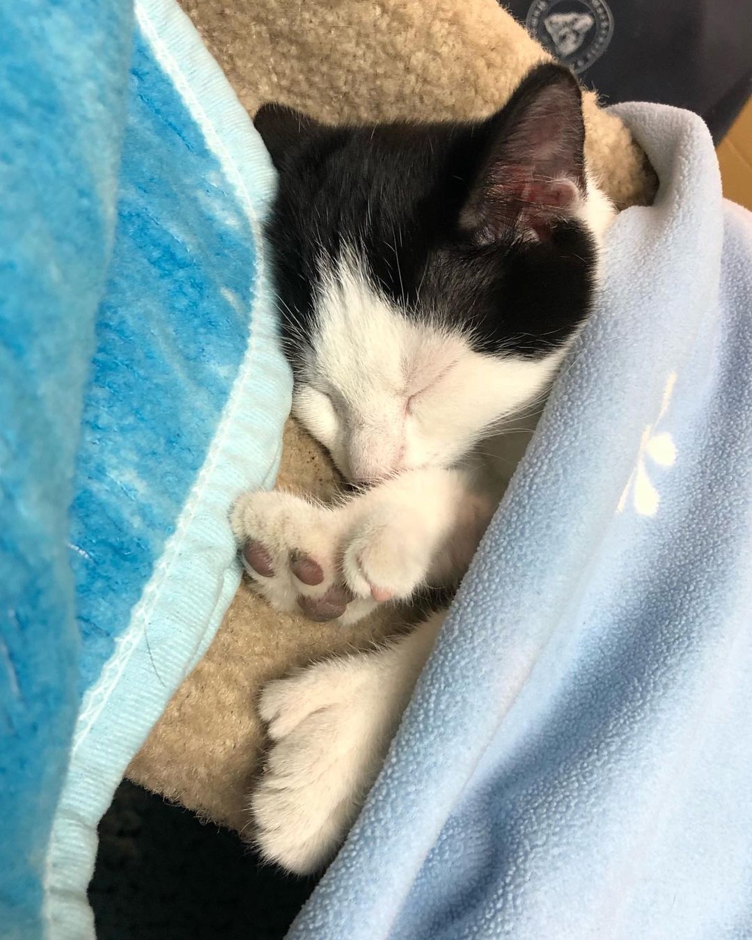 Rainy mornings are made for sleeping in…and, kittens! And, goodness, do we have lots of kittens available for adoption! If you’ve been thinking of adopting a furry, feline youngster (or two!), give us a call to schedule your visit with the next love(s) of your life! 1-802-484-5829
<a target='_blank' href='https://www.instagram.com/explore/tags/adopt/'>#adopt</a> <a target='_blank' href='https://www.instagram.com/explore/tags/kittencrazy/'>#kittencrazy</a> <a target='_blank' href='https://www.instagram.com/explore/tags/catsofinstagram/'>#catsofinstagram</a>  <a target='_blank' href='https://www.instagram.com/explore/tags/shelterlove/'>#shelterlove</a> <a target='_blank' href='https://www.instagram.com/explore/tags/rainyday/'>#rainyday</a>