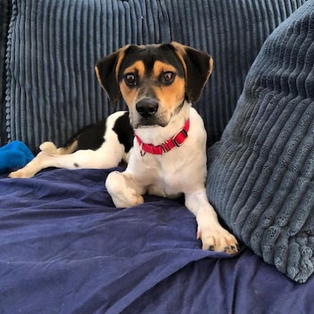 Don’t forget Saturday is your chance to meet coonhounds and beagles!

Two of our adoptable dogs, Sadie and Bagel, will be at the DogPerfect Pet Emporium. This is an indoor event.

Date: November 13th
Location: DogPerfect Pet Emporium
555 Providence Highway, Walpole
Time: 1-4pm