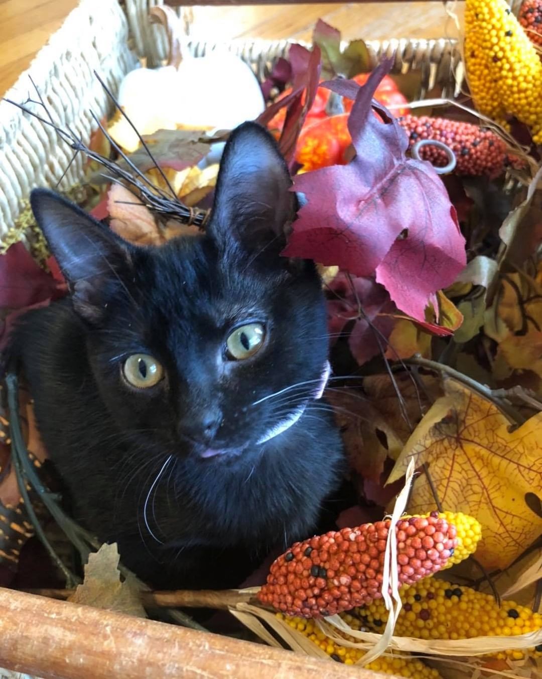 Our tenth black kitty for November is Penelope! She loves to snuggle and play with her siblings. She also loves to sit in your lap and make biscuits. Her favorite thing to do is to steal foster mom’s heating pad when she gets up from her chair 😹 Penelope is about 4 months old, spayed, FIV/FELV negative and up to date on vaccines. To put in an application click on the link below.

https://www.sbanimalrescue.org/adopt