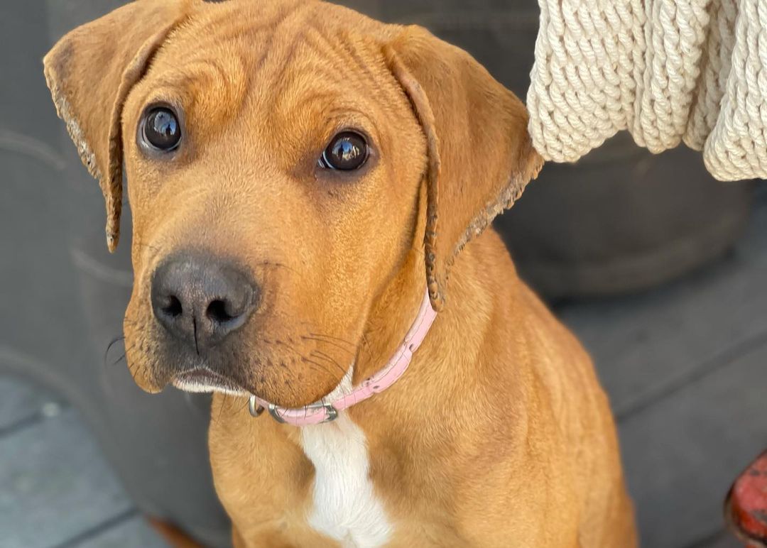 These puppies are all in search of their forever homes! If you’d like to meet any of our available puppies please complete an application and we will get you an appointment to smell some puppy breath! 

www.fostersandpaws.org/adopt

<a target='_blank' href='https://www.instagram.com/explore/tags/petadoption/'>#petadoption</a> <a target='_blank' href='https://www.instagram.com/explore/tags/adoptdontshop/'>#adoptdontshop</a> <a target='_blank' href='https://www.instagram.com/explore/tags/dogsofinstagram/'>#dogsofinstagram</a> <a target='_blank' href='https://www.instagram.com/explore/tags/adoption/'>#adoption</a> <a target='_blank' href='https://www.instagram.com/explore/tags/rescuedog/'>#rescuedog</a> <a target='_blank' href='https://www.instagram.com/explore/tags/dogrescue/'>#dogrescue</a> <a target='_blank' href='https://www.instagram.com/explore/tags/petsofinstagram/'>#petsofinstagram</a> <a target='_blank' href='https://www.instagram.com/explore/tags/dogs/'>#dogs</a> <a target='_blank' href='https://www.instagram.com/explore/tags/dog/'>#dog</a> <a target='_blank' href='https://www.instagram.com/explore/tags/adopt/'>#adopt</a> <a target='_blank' href='https://www.instagram.com/explore/tags/adoptables/'>#adoptables</a> <a target='_blank' href='https://www.instagram.com/explore/tags/adoptapet/'>#adoptapet</a> <a target='_blank' href='https://www.instagram.com/explore/tags/pet/'>#pet</a> <a target='_blank' href='https://www.instagram.com/explore/tags/petadoptions/'>#petadoptions</a>  <a target='_blank' href='https://www.instagram.com/explore/tags/rescue/'>#rescue</a> <a target='_blank' href='https://www.instagram.com/explore/tags/rescuedogsarethebestdogs/'>#rescuedogsarethebestdogs</a> <a target='_blank' href='https://www.instagram.com/explore/tags/rescuedogsarebest/'>#rescuedogsarebest</a> <a target='_blank' href='https://www.instagram.com/explore/tags/dogrescuesacramento/'>#dogrescuesacramento</a> <a target='_blank' href='https://www.instagram.com/explore/tags/rescueddogsarethegreatest/'>#rescueddogsarethegreatest</a> <a target='_blank' href='https://www.instagram.com/explore/tags/animalrescue/'>#animalrescue</a> <a target='_blank' href='https://www.instagram.com/explore/tags/rescueme/'>#rescueme</a> <a target='_blank' href='https://www.instagram.com/explore/tags/adoptadoggie/'>#adoptadoggie</a> <a target='_blank' href='https://www.instagram.com/explore/tags/petlovers/'>#petlovers</a> <a target='_blank' href='https://www.instagram.com/explore/tags/pets/'>#pets</a> <a target='_blank' href='https://www.instagram.com/explore/tags/animals/'>#animals</a> <a target='_blank' href='https://www.instagram.com/explore/tags/love/'>#love</a> <a target='_blank' href='https://www.instagram.com/explore/tags/fostersandpaws/'>#fostersandpaws</a> <a target='_blank' href='https://www.instagram.com/explore/tags/fosterssavelives/'>#fosterssavelives</a> <a target='_blank' href='https://www.instagram.com/explore/tags/sactowndogs/'>#sactowndogs</a>