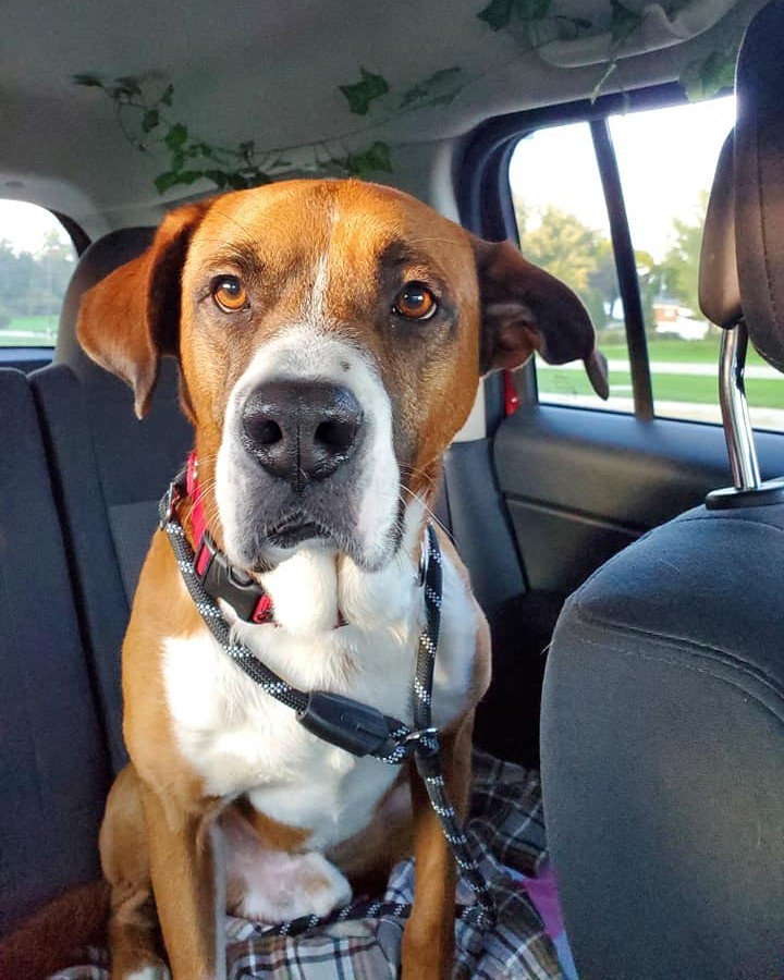 Phineas has taken several outings with his staff friends, but he would love to have a family he can do fun things with forever! 🧡

He is a handsome, adventurous, boxer mix with lots of love to give! Phineas is two years old and loves spending time in the sun with the humans. He would do best in an adult-only home but would be fine with a canine buddy. This stunning guy is waiting patiently for someone to fall in love with him!

You can apply to meet Phineas here: fiveacresanimaalshelter.org/adopt/adoptable-pets-dogs 🐾 <a target='_blank' href='https://www.instagram.com/explore/tags/fiveacresanimalshelter/'>#fiveacresanimalshelter</a> <a target='_blank' href='https://www.instagram.com/explore/tags/safesoundandhomewardbound/'>#safesoundandhomewardbound</a> <a target='_blank' href='https://www.instagram.com/explore/tags/adoptdontshop/'>#adoptdontshop</a>