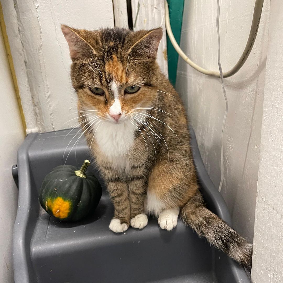 Meet Brie, an exquisite Calico who loves to be held. She is a bonded sister pair who need to be adopted together. Come to the Cat Adoption Center and give the sweet sisters some love 💕 
🕒 Weekday 5:30-8pm Weekend, noon-5