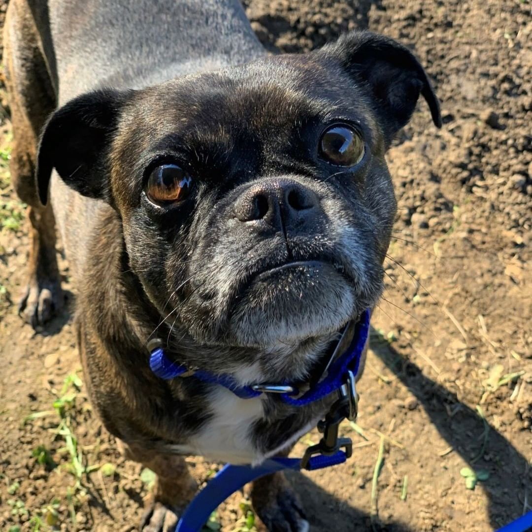 Meet Flynn:
Flynn is an absolutely adorable pug mix with the best puppy eyes out there! At about 5-years-old he has lots of energy and loves to play but also loves to be with his person and cuddle on the couch. Flynn can be shy to start but with a few treats he is quickly your best friend. We are looking for an adult only home for this guy, some place on the quiet side.
Flynn can be near other dogs (out on walks) but prefers to live as an only pet. This guy is overall very sweet. In the right home with someone who understands shy dogs, he will be an amazing companion.

Adoptions are by appointment only. For more information on this pet email adopt@scituateanimalshelter.org
<a target='_blank' href='https://www.instagram.com/explore/tags/adoptdontshop/'>#adoptdontshop</a> <a target='_blank' href='https://www.instagram.com/explore/tags/adoptpurelove/'>#adoptpurelove</a> <a target='_blank' href='https://www.instagram.com/explore/tags/dogs/'>#dogs</a> <a target='_blank' href='https://www.instagram.com/explore/tags/dogsofinstagram/'>#dogsofinstagram</a> <a target='_blank' href='https://www.instagram.com/explore/tags/woof/'>#woof</a> <a target='_blank' href='https://www.instagram.com/explore/tags/bark/'>#bark</a> <a target='_blank' href='https://www.instagram.com/explore/tags/pugmix/'>#pugmix</a> <a target='_blank' href='https://www.instagram.com/explore/tags/canine/'>#canine</a> <a target='_blank' href='https://www.instagram.com/explore/tags/dog/'>#dog</a> <a target='_blank' href='https://www.instagram.com/explore/tags/paws/'>#paws</a> <a target='_blank' href='https://www.instagram.com/explore/tags/cute/'>#cute</a> <a target='_blank' href='https://www.instagram.com/explore/tags/bowwow/'>#bowwow</a> <a target='_blank' href='https://www.instagram.com/explore/tags/woof/'>#woof</a> <a target='_blank' href='https://www.instagram.com/explore/tags/boston/'>#boston</a> <a target='_blank' href='https://www.instagram.com/explore/tags/massachusetts/'>#massachusetts</a> <a target='_blank' href='https://www.instagram.com/explore/tags/newengland/'>#newengland</a> <a target='_blank' href='https://www.instagram.com/explore/tags/capecod/'>#capecod</a> <a target='_blank' href='https://www.instagram.com/explore/tags/scituatema/'>#scituatema</a> <a target='_blank' href='https://www.instagram.com/explore/tags/fall/'>#fall</a> <a target='_blank' href='https://www.instagram.com/explore/tags/fallvibes/'>#fallvibes</a> <a target='_blank' href='https://www.instagram.com/explore/tags/pugsofinstagram/'>#pugsofinstagram</a> <a target='_blank' href='https://www.instagram.com/explore/tags/brindle/'>#brindle</a> <a target='_blank' href='https://www.instagram.com/explore/tags/brindlesofinstagram/'>#brindlesofinstagram</a> <a target='_blank' href='https://www.instagram.com/explore/tags/doglover/'>#doglover</a> <a target='_blank' href='https://www.instagram.com/explore/tags/mediumdogsofinstagram/'>#mediumdogsofinstagram</a> <a target='_blank' href='https://www.instagram.com/explore/tags/dogsrule/'>#dogsrule</a>