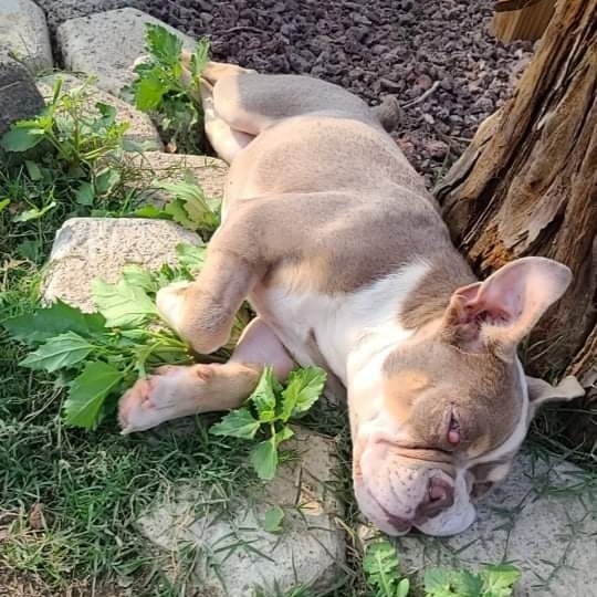 Please welcome Sookie to the SOS family! 
Sookie was picked up as a stray by animal control on October 18th. She had a 4-5 inch prolapsed rectum and was taken to the ER where she spent the next 3 days after surgery. She then contracted Parvo but thankfully recovered. As you can see from the pictures she also has pretty severe double cherry eye.
This little girl is only 7 months old and has already endured more than any pup should have to and she's still not done 😞
She has a vet appointment on November 15th to check the healing progress of her prolapse surgery (as there is still a little bleeding), examine her eyes and overall wellness. Over the next few weeks/months she will need to have eye surgery, spay surgery, multiple vaccinations and extra special care.
We don't have an exact estimate for all of this yet but do know that it will be at least a few thousand dollars. Please help us help Sookie.