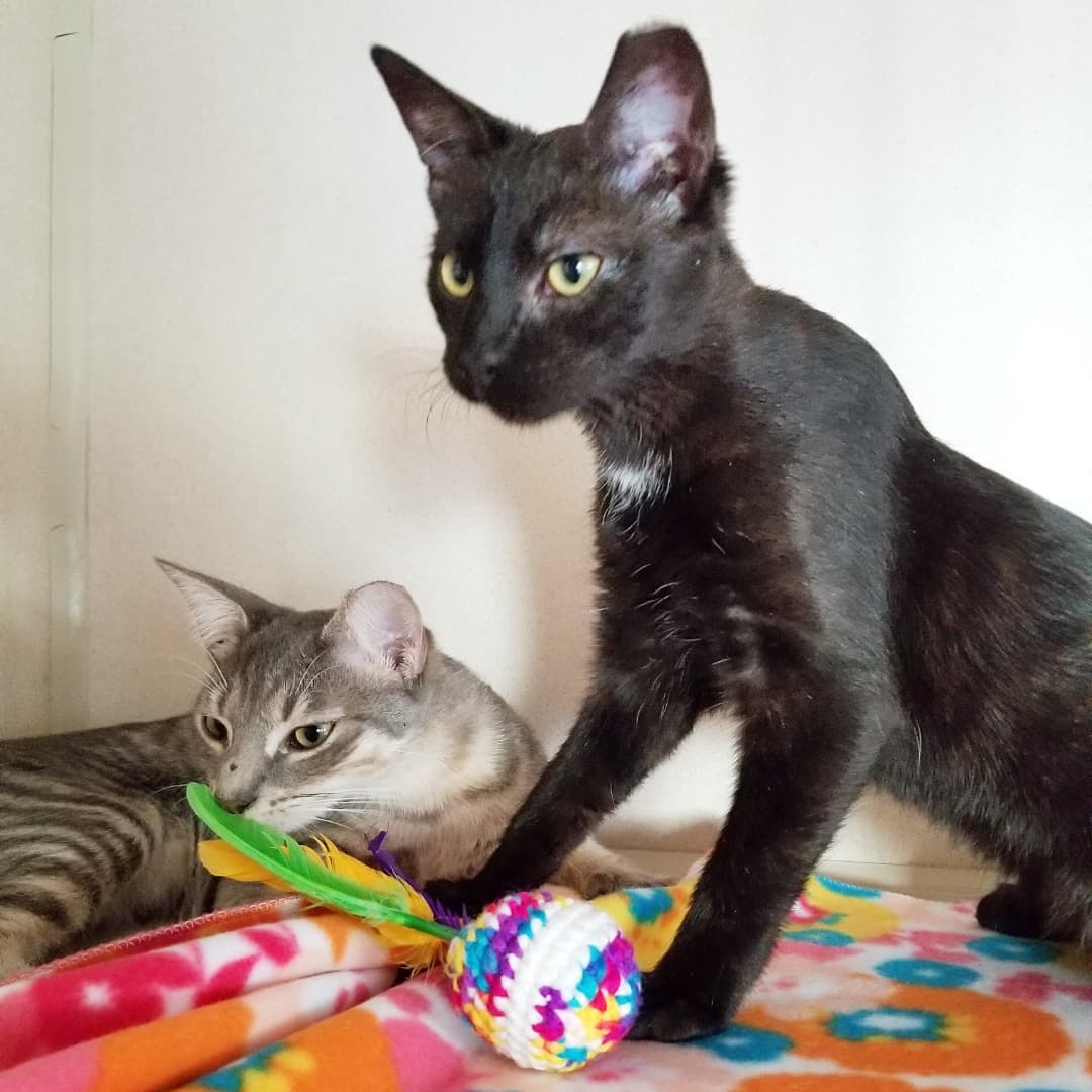 🐱 Kittens Seymore (grey tabby) and his sister Belladonna (pantherette) discovered a new toy from @fantasticosas at our adoption event this past weekend 🧶

These two sweethearts love playing and napping together. We would love for them to find their FURever home together 😻

You can meet Seymore and Belladonna inside our PETCO Cat Lounge at PETCO Metro 2784 W Peoria Ave in Phoenix.
Hours: 5:30-7:00pm Monday-Saturday and 5-6:30pm on Sundays. 

Or email us at: allaboutanimalsaz@gmail.com for more information or to schedule a meet and greet 💖💖

<a target='_blank' href='https://www.instagram.com/explore/tags/allaboutanimalsrescueaz/'>#allaboutanimalsrescueaz</a> <a target='_blank' href='https://www.instagram.com/explore/tags/savealife/'>#savealife</a> <a target='_blank' href='https://www.instagram.com/explore/tags/adoptus/'>#adoptus</a> <a target='_blank' href='https://www.instagram.com/explore/tags/adoptdontshop/'>#adoptdontshop</a> <a target='_blank' href='https://www.instagram.com/explore/tags/rescuedismyfavoritebreed/'>#rescuedismyfavoritebreed</a> <a target='_blank' href='https://www.instagram.com/explore/tags/rescuefosteradopt/'>#rescuefosteradopt</a> <a target='_blank' href='https://www.instagram.com/explore/tags/fosteringsaveslives/'>#fosteringsaveslives</a> <a target='_blank' href='https://www.instagram.com/explore/tags/thinkadoptionfirst/'>#thinkadoptionfirst</a> <a target='_blank' href='https://www.instagram.com/explore/tags/lovechangeseverything/'>#lovechangeseverything</a> <a target='_blank' href='https://www.instagram.com/explore/tags/allyouneedislove/'>#allyouneedislove</a> <a target='_blank' href='https://www.instagram.com/explore/tags/mynewbestfriend/'>#mynewbestfriend</a> <a target='_blank' href='https://www.instagram.com/explore/tags/adoptakitten/'>#adoptakitten</a> <a target='_blank' href='https://www.instagram.com/explore/tags/cutekittens/'>#cutekittens</a> <a target='_blank' href='https://www.instagram.com/explore/tags/kittenvideo/'>#kittenvideo</a> <a target='_blank' href='https://www.instagram.com/explore/tags/kittenadoptionphoenix/'>#kittenadoptionphoenix</a> <a target='_blank' href='https://www.instagram.com/explore/tags/cuddlebuddy/'>#cuddlebuddy</a> <a target='_blank' href='https://www.instagram.com/explore/tags/snugglebuddy/'>#snugglebuddy</a> <a target='_blank' href='https://www.instagram.com/explore/tags/tabbykittens/'>#tabbykittens</a> <a target='_blank' href='https://www.instagram.com/explore/tags/adoptablackkitten/'>#adoptablackkitten</a> <a target='_blank' href='https://www.instagram.com/explore/tags/minipanther/'>#minipanther</a> <a target='_blank' href='https://www.instagram.com/explore/tags/playtime/'>#playtime</a> <a target='_blank' href='https://www.instagram.com/explore/tags/openyourhearttoarescuecat/'>#openyourhearttoarescuecat</a> <a target='_blank' href='https://www.instagram.com/explore/tags/felinetherapy/'>#felinetherapy</a> <a target='_blank' href='https://www.instagram.com/explore/tags/felinefun/'>#felinefun</a> <a target='_blank' href='https://www.instagram.com/explore/tags/playfulkitten/'>#playfulkitten</a> <a target='_blank' href='https://www.instagram.com/explore/tags/rescuekittens/'>#rescuekittens</a> <a target='_blank' href='https://www.instagram.com/explore/tags/rescuecatsrock/'>#rescuecatsrock</a> <a target='_blank' href='https://www.instagram.com/explore/tags/gatito/'>#gatito</a> <a target='_blank' href='https://www.instagram.com/explore/tags/purrbaby/'>#purrbaby</a> <a target='_blank' href='https://www.instagram.com/explore/tags/purrfection/'>#purrfection</a>