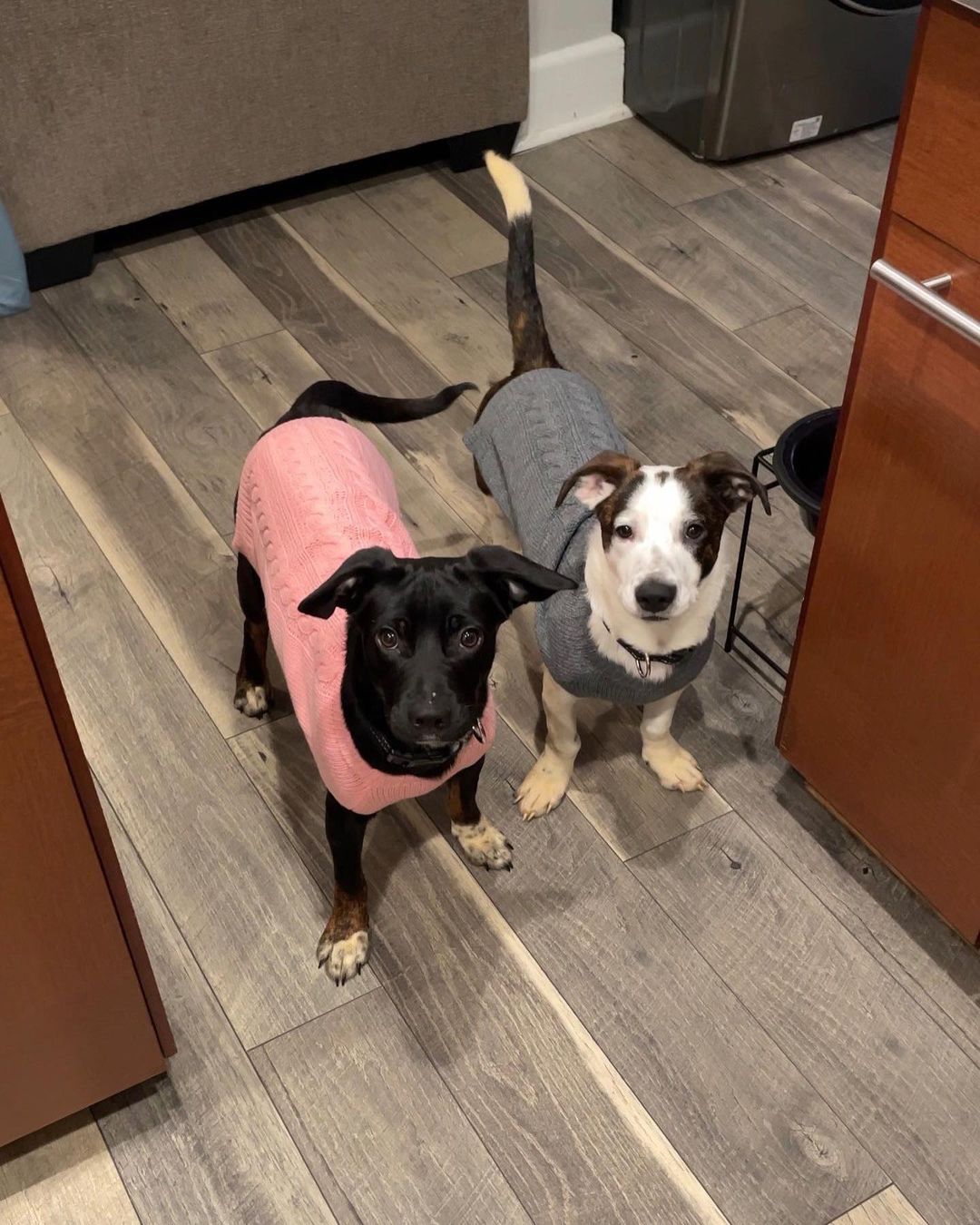 Sweater weather brought to you by our bonded siblings Frankie & Remi! Available for adoption❤️