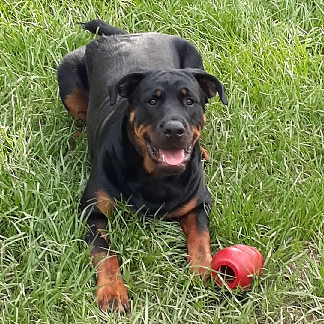 URGENT FOSTER NEEDED 

Hi everyone meet Booger.  Booger's dad has Alzheimer's disease and it has progressively been getting worse and so his family can no longer care for Booger properly and still take care of his dad.

Booger is a 1 1/2 year old (DOB 05/14/2020) 100 lb Rottweiler.  He is good with other dogs and mature children but NO cats.  He is house-trained, neutered, utd on vaccinations and on flea and HW preventative.

Please fill out the application on the Heidi's Legacy website if you are interested in adopting or fostering.

<a target='_blank' href='https://www.instagram.com/explore/tags/fosteringisfun/'>#fosteringisfun</a> <a target='_blank' href='https://www.instagram.com/explore/tags/fosteringsaveslives/'>#fosteringsaveslives</a> <a target='_blank' href='https://www.instagram.com/explore/tags/adoptdontshop/'>#adoptdontshop</a> <a target='_blank' href='https://www.instagram.com/explore/tags/rescuedogsofinstagram/'>#rescuedogsofinstagram</a> <a target='_blank' href='https://www.instagram.com/explore/tags/rottweiler/'>#rottweiler</a> <a target='_blank' href='https://www.instagram.com/explore/tags/rottweilersofinstagram/'>#rottweilersofinstagram</a> <a target='_blank' href='https://www.instagram.com/explore/tags/fosterdog/'>#fosterdog</a> <a target='_blank' href='https://www.instagram.com/explore/tags/fosterdogsofinstagram/'>#fosterdogsofinstagram</a> <a target='_blank' href='https://www.instagram.com/explore/tags/rescuedogs/'>#rescuedogs</a> 
<a target='_blank' href='https://www.instagram.com/explore/tags/alzheimers/'>#alzheimers</a>