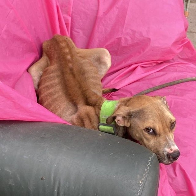 Houston SPCA and @pct1constable worked together to seize this emaciated mom and her puppies from poor living conditions. They are in the care of the Houston SPCA veterinary team receiving quality medical attention and nutrition.
Please call 713-869-SPCA or visit our website to file a cruelty report, link in bio.