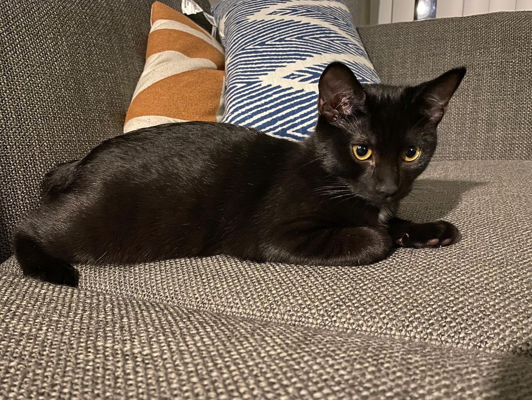 Adopt Croissant 🥐 and Donut🍩! CroNut are bffs who can be adopted together or separately—but they'd love to spend their lives together! Croissant qualifies for our November tabby promo, so act fast before these cuties are gone!

Croissant is a sweet little boy that loves to cuddle up next to a human after a long day of playing. In his sleep he'll turn onto his back & let you scratch his stomach, and he immediately starts purring. He purrs instantly when you give him pets and sometimes even when you just look at him! He loves mouse toys and chasing Donut around the house. 

Donut is the sweetest little girl. She's obsessed with spring toys and immediately perks up when she hears one. She also loves her stuffed snake toy and carries it around the house. She's super playful but when it's time for bed or when she's waking up she's super cuddly. She loves to snuggle up under blankets and each night she lays on her foster mom's chest, purring and rubbing her head on her foster mom's chin. 
 ⠀⠀⠀⠀⠀⠀⠀⠀ ⠀⠀⠀⠀⠀⠀⠀⠀⠀ ⠀⠀⠀⠀⠀⠀⠀⠀⠀
 ⠀⠀⠀⠀⠀⠀⠀⠀⠀ ⠀⠀⠀⠀⠀⠀⠀⠀⠀
If you are interested in adopting Donut and Croissant, submit an application at https://www.littlelionfoundation.org/adopt
 ⠀⠀⠀⠀⠀⠀⠀⠀⠀ ⠀⠀⠀⠀⠀⠀⠀⠀⠀
To donate⬇️
🐾 Donate thru our PayPal link at www.PayPal.me/littlelionfoundation
 ⠀⠀⠀⠀⠀⠀⠀⠀⠀ ⠀⠀⠀⠀⠀⠀⠀⠀⠀
🐾 VENMO: @Littlelion-foundation
 ⠀⠀⠀⠀⠀⠀⠀⠀⠀ ⠀⠀⠀⠀⠀⠀⠀⠀⠀
🐾 Donate thru our CUDDLY campaigns https://cuddly.com/shelter/37701/The-Little-Lion-Foundation
 ⠀⠀⠀⠀⠀⠀⠀⠀⠀ ⠀⠀⠀⠀⠀⠀⠀⠀⠀
🐾www.littlelionfoundation.org/donate
 ⠀⠀⠀⠀⠀⠀⠀⠀⠀ ⠀⠀⠀⠀⠀⠀⠀⠀⠀
<a target='_blank' href='https://www.instagram.com/explore/tags/thelittlelionfoundation/'>#thelittlelionfoundation</a> <a target='_blank' href='https://www.instagram.com/explore/tags/roarforthevoiceless/'>#roarforthevoiceless</a> <a target='_blank' href='https://www.instagram.com/explore/tags/adopt/'>#adopt</a> <a target='_blank' href='https://www.instagram.com/explore/tags/adoptdontshop/'>#adoptdontshop</a> <a target='_blank' href='https://www.instagram.com/explore/tags/spayandneuter/'>#spayandneuter</a> <a target='_blank' href='https://www.instagram.com/explore/tags/longbeach/'>#longbeach</a> <a target='_blank' href='https://www.instagram.com/explore/tags/foster/'>#foster</a> <a target='_blank' href='https://www.instagram.com/explore/tags/fosterkittens/'>#fosterkittens</a> <a target='_blank' href='https://www.instagram.com/explore/tags/donate/'>#donate</a> <a target='_blank' href='https://www.instagram.com/explore/tags/rescuecat/'>#rescuecat</a> <a target='_blank' href='https://www.instagram.com/explore/tags/cat/'>#cat</a> <a target='_blank' href='https://www.instagram.com/explore/tags/kittens/'>#kittens</a> <a target='_blank' href='https://www.instagram.com/explore/tags/tabbycat/'>#tabbycat</a> <a target='_blank' href='https://www.instagram.com/explore/tags/blackcat/'>#blackcat</a>