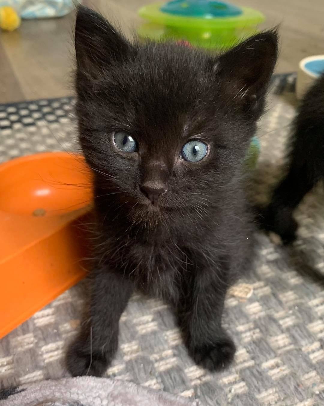 Our eighth black kitty for November is Turtle! He was pulled from a kill shelter with his mom and siblings and taken into foster care. He is a super loving boy who wants to do nothing but snuggle with his foster mom 😻 The pictures don’t do justice to how fuzzy he is! He is good with cats and dogs. Turtle is 3 months old, up to date on vaccines and FIV/FELV negative. To put in an application click on the link below.

https://www.sbanimalrescue.org/adopt