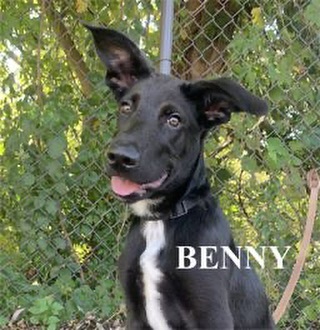 My name is Benny. I am a very affectionate puppy who would love to make my forever home with you. I enjoy snuggles, giving kisses, going for walks and just sitting with people. The staff cannot believe how calm I am. I enjoy other dogs and do okay with cats. I am very smart and would benefit from an obedience class to help learn how to be your perfect pet. I would enjoy the opportunity to meet you to see if we can be forever friends.
Please adopt me. 
💙 Love,
Benny