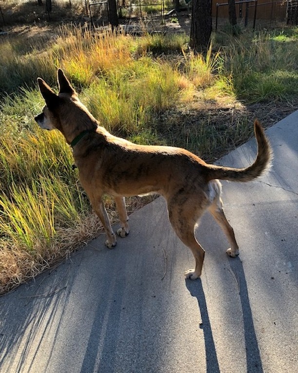 Zoey's new foster family just sent us an awesome update. Just a reminder that sweet Zoey girl has been looking for a forever home for over two months now! 

Here is what her foster family has to say about Zo: 
