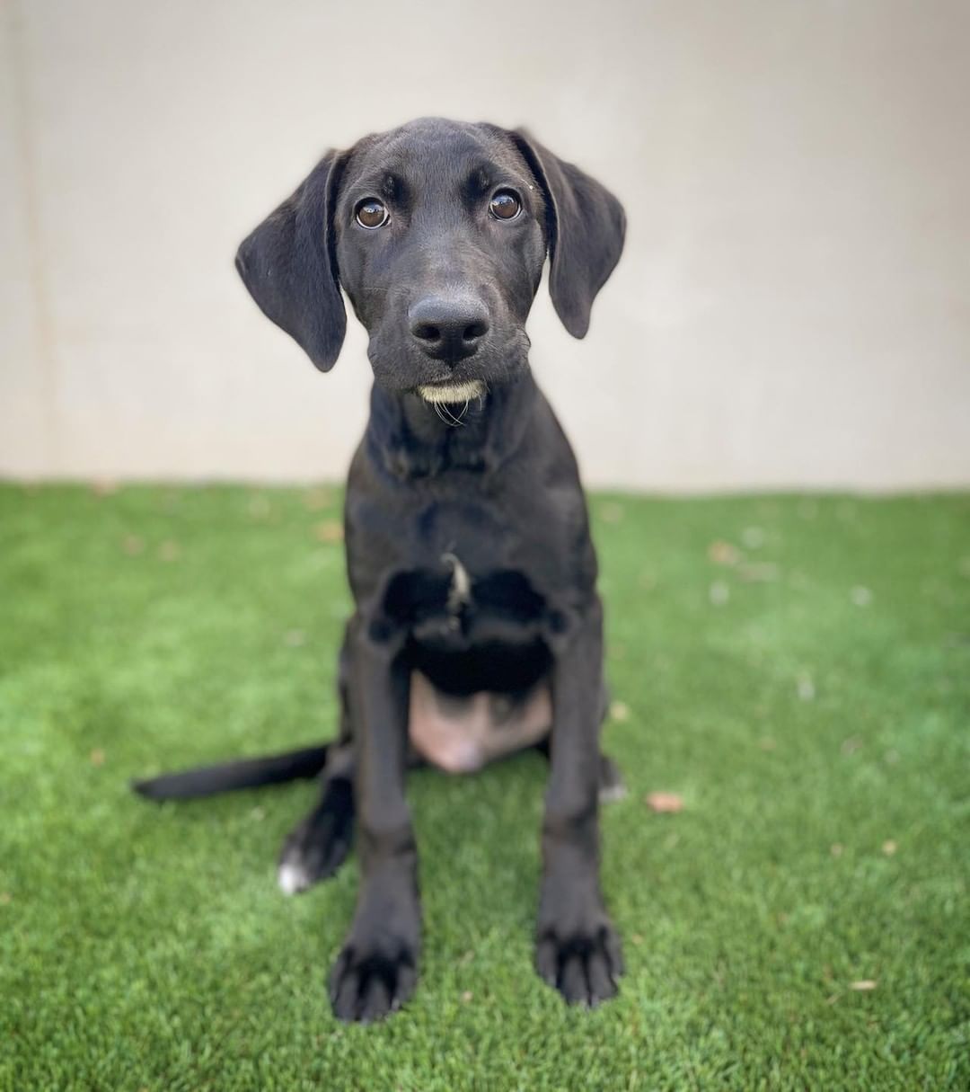 This cutie pie is looking for a home of his very own! Donatello is a 3.5 month old Lab/Hound mix and is super sweet and sociable. 

Adoption applications can be filled out on our website, www.hillcountryspca.com