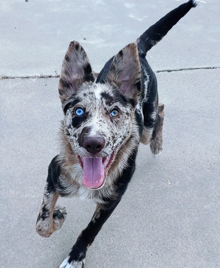 Boomer is no stranger to having fun. His typical day he enjoys is playing with his doggo friends (they're the best!), hanging out with his people (especially on fun new adventures!), and looking at you with his soulful blue eyes. Boomer is 5 months old and is a Catahoula Leopard Dog/ Border Collie mix. 

Boomer's adoption fee is $25.00 and includes everything we have to offer. Thank you for considering adoption from Noah's Ark. <a target='_blank' href='https://www.instagram.com/explore/tags/adopt/'>#adopt</a> <a target='_blank' href='https://www.instagram.com/explore/tags/blueeyes/'>#blueeyes</a> <a target='_blank' href='https://www.instagram.com/explore/tags/adoptme/'>#adoptme</a> <a target='_blank' href='https://www.instagram.com/explore/tags/adoptyournewbestfriendtoday/'>#adoptyournewbestfriendtoday</a> <a target='_blank' href='https://www.instagram.com/explore/tags/family/'>#family</a>