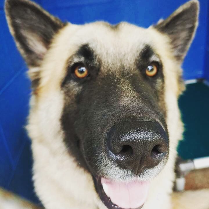 Opal, a German Shepherd, 71 lbs, around 2 years old, is a sweet girl who gives kisses. She has not shown any issues with other animals.
She's estimated to be 2 years old and house trained.

Will be arriving mid-December to NJ-PA

If you email us, please check the spam folder for our reply.

To adopt, please fill out the adoption application - copy the link into your browser
https://form.jotform.com/210286667669167

<a target='_blank' href='https://www.instagram.com/explore/tags/adoptdontshop/'>#adoptdontshop</a> <a target='_blank' href='https://www.instagram.com/explore/tags/adoptme/'>#adoptme</a> <a target='_blank' href='https://www.instagram.com/explore/tags/fosterdog/'>#fosterdog</a>
