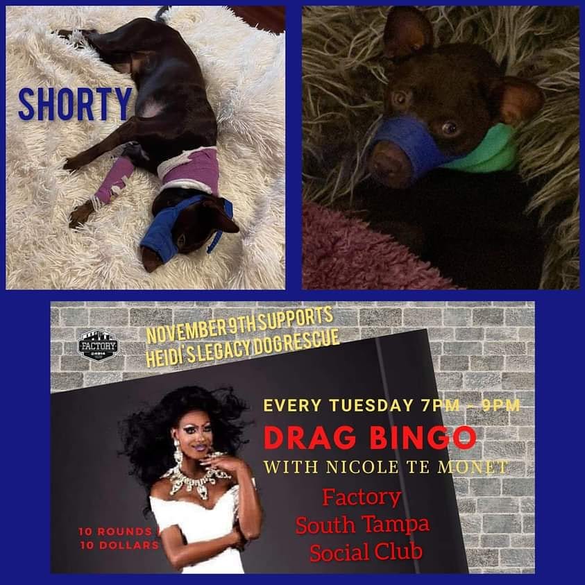 https://fb.me/e/VtLCc3yN

Drag Queen Bingo - It is Tonight, Nov 9 from 7-9pm at Factory- South Tampa Social Club.  You will need to make reservations at the social club by calling 813-577-0625
 $10 for 10 games

you can also book reservations here:
https://tableagent.com/tampa/factory-4914-south-tampa-social-club/table-search/

<a target='_blank' href='https://www.instagram.com/explore/tags/dragqueen/'>#dragqueen</a> <a target='_blank' href='https://www.instagram.com/explore/tags/dragqueenbingo/'>#dragqueenbingo</a> <a target='_blank' href='https://www.instagram.com/explore/tags/rescuedogs/'>#rescuedogs</a> <a target='_blank' href='https://www.instagram.com/explore/tags/fundraiser/'>#fundraiser</a>