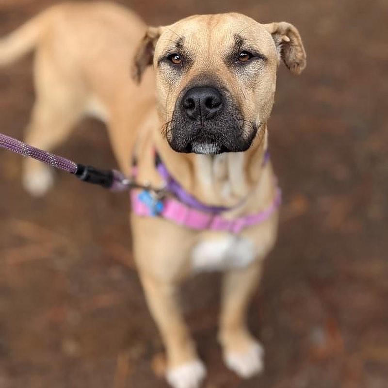 It's a dog party here at HSTT! Here is who's new at our shelter: Lincoln, Barney, Vixie, Carmelita, Penny, Daisy, and Elvis are all available for adoption and ready to be part of your family!

Please email adoptions@hstt.org for inquiries!