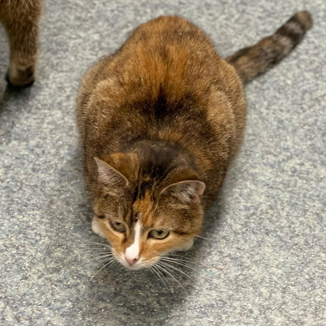 Meet Brie, an exquisite Calico who loves to be held. She is a bonded sister pair who need to be adopted together. Come to the Cat Adoption Center and give the sweet sisters some love 💕 
🕒 Weekday 5:30-8pm Weekend, noon-5