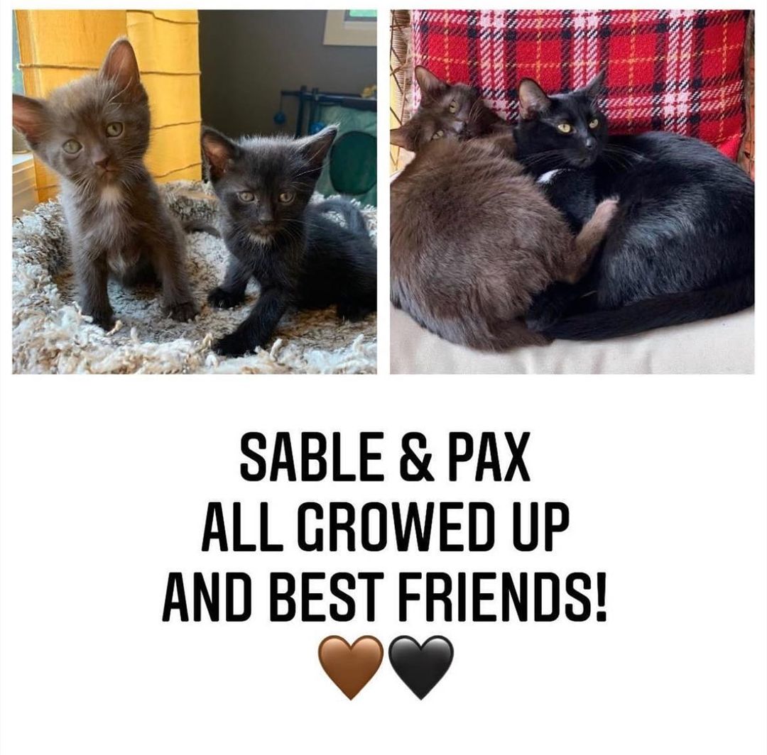 SABLE & PAX: BESTIES FOR THE RESTIES

Adopted together as kittens and still cute as ever! 
🤎🖤