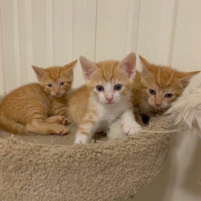 ✨SNAP✨CRACKLE✨POP✨

Our Rice Krispie kittens are ready to find their forever families! All are dog, cat, kid friendly, up to date on age appropriate vaccinations & deworming, and litter box trained! Read more about each of them below & then apply to meet them! 

🧡🤍Snap (orange with the most white) is the biggest of the litter. He loves to play rough. He would do well in a forever home with another active, playful cat. 

🧡✴️ Pop (orange with some white) is the greeter. He loves to say hello to you. He is also an active kitten and loves to climb on your back. He will also give you the stink eye when you give him kisses... but deep down he enjoys it. He would do well in a forever home with another active and playful cat.

🧡🧡 Crackle (orange) is the smallest of the litter and the most gentle. He doesn’t like to play rough and loves to be held. He would do great in a home with another playful but gentle cat.

Apply online today to meet them! Follow the link to our website in our profile!
.
.
.

<a target='_blank' href='https://www.instagram.com/explore/tags/fwabandoned/'>#fwabandoned</a> <a target='_blank' href='https://www.instagram.com/explore/tags/adoptdontshop/'>#adoptdontshop</a> <a target='_blank' href='https://www.instagram.com/explore/tags/ADOPT/'>#ADOPT</a> #🐾 <a target='_blank' href='https://www.instagram.com/explore/tags/adoptme/'>#adoptme</a> <a target='_blank' href='https://www.instagram.com/explore/tags/dallas/'>#dallas</a> <a target='_blank' href='https://www.instagram.com/explore/tags/fortworth/'>#fortworth</a> <a target='_blank' href='https://www.instagram.com/explore/tags/texas/'>#texas</a> <a target='_blank' href='https://www.instagram.com/explore/tags/texascat/'>#texascat</a> <a target='_blank' href='https://www.instagram.com/explore/tags/rescue/'>#rescue</a> <a target='_blank' href='https://www.instagram.com/explore/tags/rescuecat/'>#rescuecat</a> <a target='_blank' href='https://www.instagram.com/explore/tags/sheltercat/'>#sheltercat</a> <a target='_blank' href='https://www.instagram.com/explore/tags/catrescue/'>#catrescue</a> <a target='_blank' href='https://www.instagram.com/explore/tags/catlover/'>#catlover</a> <a target='_blank' href='https://www.instagram.com/explore/tags/cats/'>#cats</a> <a target='_blank' href='https://www.instagram.com/explore/tags/share/'>#share</a> <a target='_blank' href='https://www.instagram.com/explore/tags/repost/'>#repost</a> <a target='_blank' href='https://www.instagram.com/explore/tags/fosteringsaveslives/'>#fosteringsaveslives</a> <a target='_blank' href='https://www.instagram.com/explore/tags/foster/'>#foster</a> <a target='_blank' href='https://www.instagram.com/explore/tags/catsofinstagram/'>#catsofinstagram</a> <a target='_blank' href='https://www.instagram.com/explore/tags/dfw/'>#dfw</a> <a target='_blank' href='https://www.instagram.com/explore/tags/dfwdogs/'>#dfwdogs</a> <a target='_blank' href='https://www.instagram.com/explore/tags/orange/'>#orange</a> <a target='_blank' href='https://www.instagram.com/explore/tags/orangetabby/'>#orangetabby</a> <a target='_blank' href='https://www.instagram.com/explore/tags/tabbycat/'>#tabbycat</a>