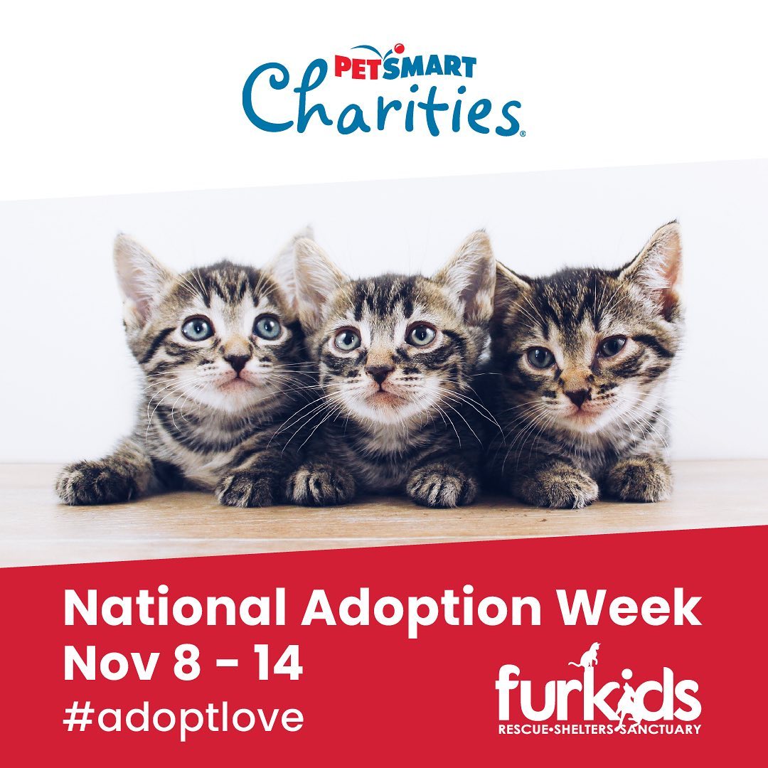 TOMORROW kicks off another @petsmartcharities National Adoption Week! Our goal is 1️⃣0️⃣0️⃣ cat adoptions and all FIV/FELV and seniors 8+ will have waived adoption fees.😻🎉 Apply today to adopt a PetSmart furkid and help us reach our adoption goal! Please share this post to your stories to spread the word, thank you!🧡 (Link in story for details)