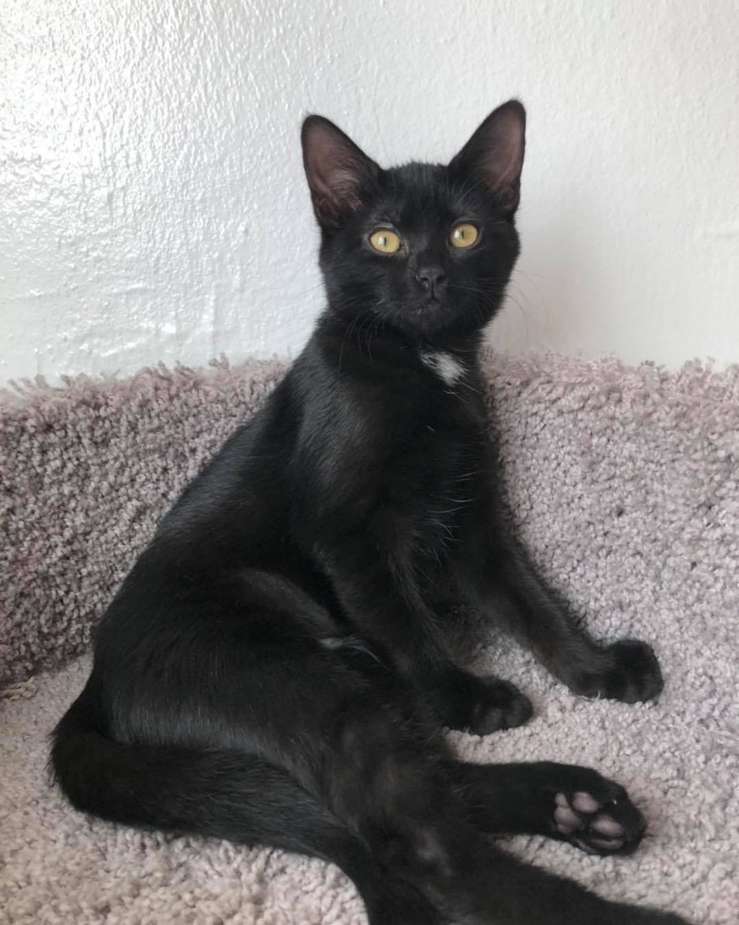 Our tenth black kitty for November is Penelope! She loves to snuggle and play with her siblings. She also loves to sit in your lap and make biscuits. Her favorite thing to do is to steal foster mom’s heating pad when she gets up from her chair 😹 Penelope is about 4 months old, spayed, FIV/FELV negative and up to date on vaccines. To put in an application click on the link below.

https://www.sbanimalrescue.org/adopt