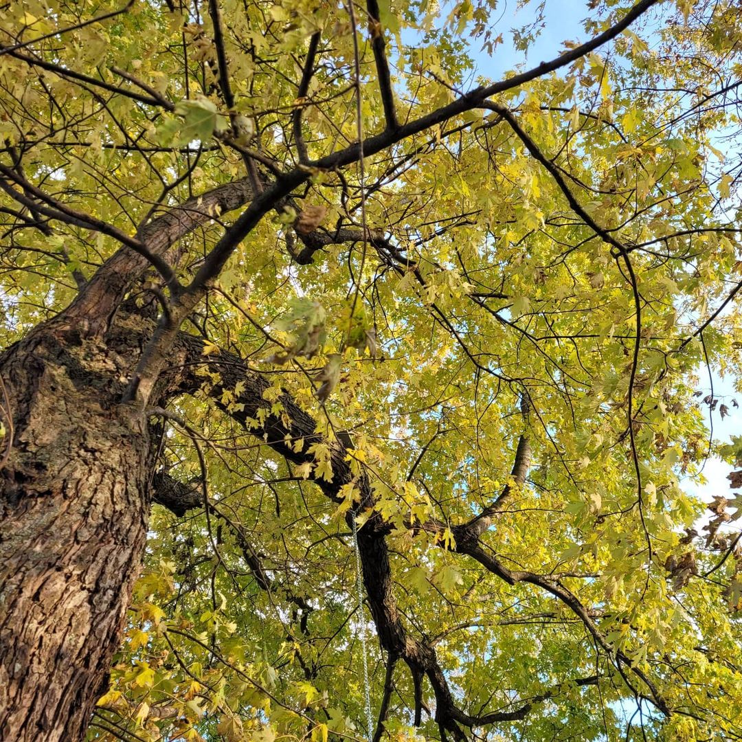 It's a beautiful view from my hammock this afternoon.