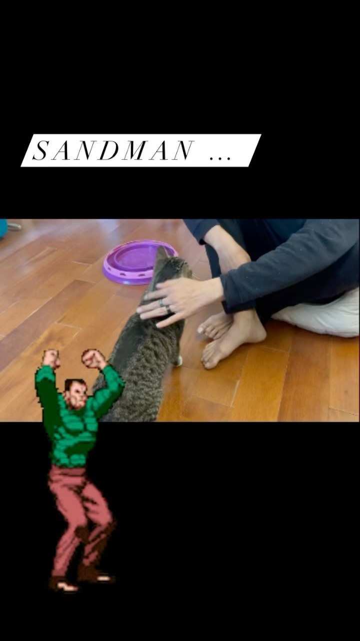 Coming around.. Sandman ❤️❤️ <a target='_blank' href='https://www.instagram.com/explore/tags/progress/'>#progress</a> <a target='_blank' href='https://www.instagram.com/explore/tags/catsofinstagram/'>#catsofinstagram</a> <a target='_blank' href='https://www.instagram.com/explore/tags/rescuedcat/'>#rescuedcat</a> <a target='_blank' href='https://www.instagram.com/explore/tags/nextchancerescue/'>#nextchancerescue</a> <a target='_blank' href='https://www.instagram.com/explore/tags/meow/'>#meow</a>