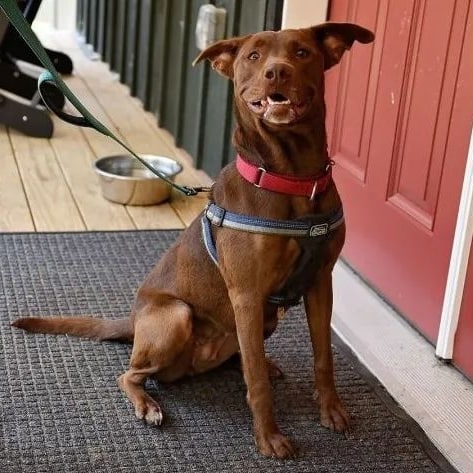 AMIE 😍🥰💚 This girl is ready to meet her forever family! Read more about her below:

Let's gooo! I'm ready! I'm Amie and I'm a lively gal! I am eager to be on the move! Want to go for a walk, a run, a hike?!? I do! 

My leash manners are continuing to improve. I'm a smiley girl and get an A+ in the wiggle butt category! I may be energetic, but I'm also enthusiastic to please and secure your attention. I am quite affectionate and enjoy a good belly rub and scratches! I'm not shy--I'll plant myself in your lap to get some loving!

My new home should have a fenced yard and experienced dog owners to help me continue to learn! I'm a fast learner and will no doubt be your bestest friend with lots of love and attention! I'm told I have the prettiest chocolate coat, and gorgeous athletic build! My bright eyes just light up when I'm with my people. Ask for me, Amie, so we can start our adventures together!! I'm wiggling with excitement to meet you!

**Applicant Requirements**
Recent dog ownership
Prefers to be the only dog
Fenced yard
No apartments or condos

PLEASE NOTE: If you are interested in this dog, the first step of the adoption process is to complete an online adoption application.
The adoption application is found on our website: https://www.greenmorerescue.org/