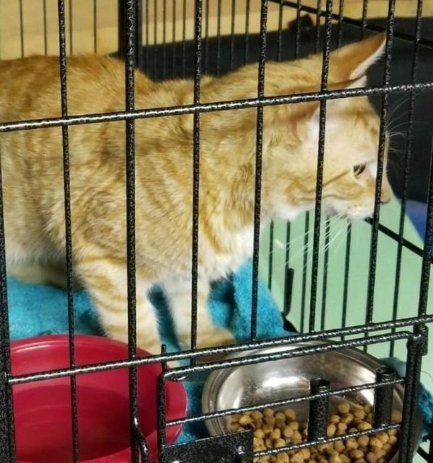 Found at 612 N Pierce in Fremont, NE.

7-8 month old, unaltered male, no microchip.

Please call 402-979-8800 to claim.