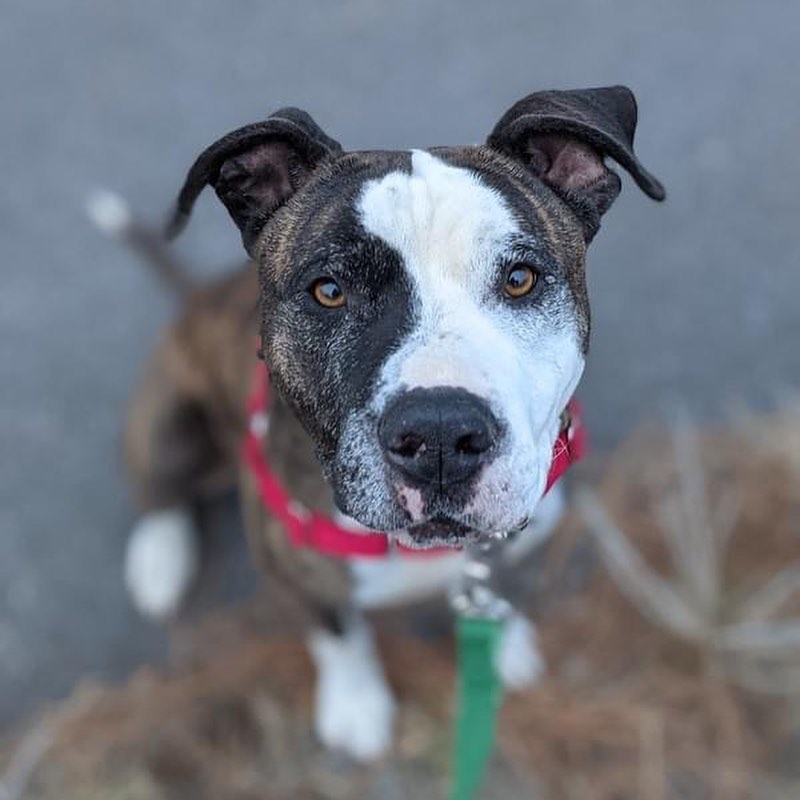 It's a dog party here at HSTT! Here is who's new at our shelter: Lincoln, Barney, Vixie, Carmelita, Penny, Daisy, and Elvis are all available for adoption and ready to be part of your family!

Please email adoptions@hstt.org for inquiries!