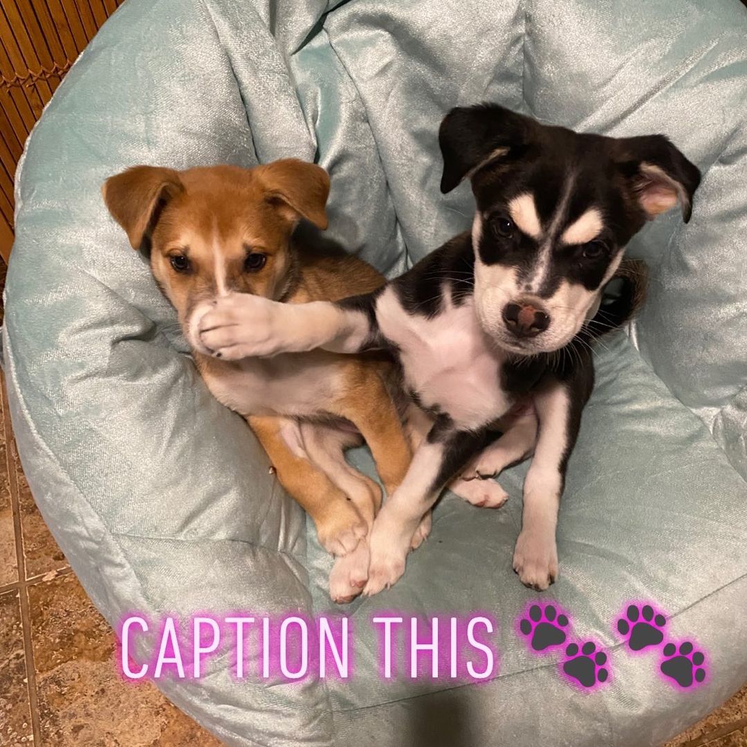 “I’ll do the talking.”

Watch the website site for availability 😊. In the meantime, caption this photo for us. 

<a target='_blank' href='https://www.instagram.com/explore/tags/puppiesofinstagram/'>#puppiesofinstagram</a> <a target='_blank' href='https://www.instagram.com/explore/tags/adoptdontshop/'>#adoptdontshop</a> <a target='_blank' href='https://www.instagram.com/explore/tags/adoptablepuppies/'>#adoptablepuppies</a> <a target='_blank' href='https://www.instagram.com/explore/tags/huskymix/'>#huskymix</a> <a target='_blank' href='https://www.instagram.com/explore/tags/foundinabox/'>#foundinabox</a>