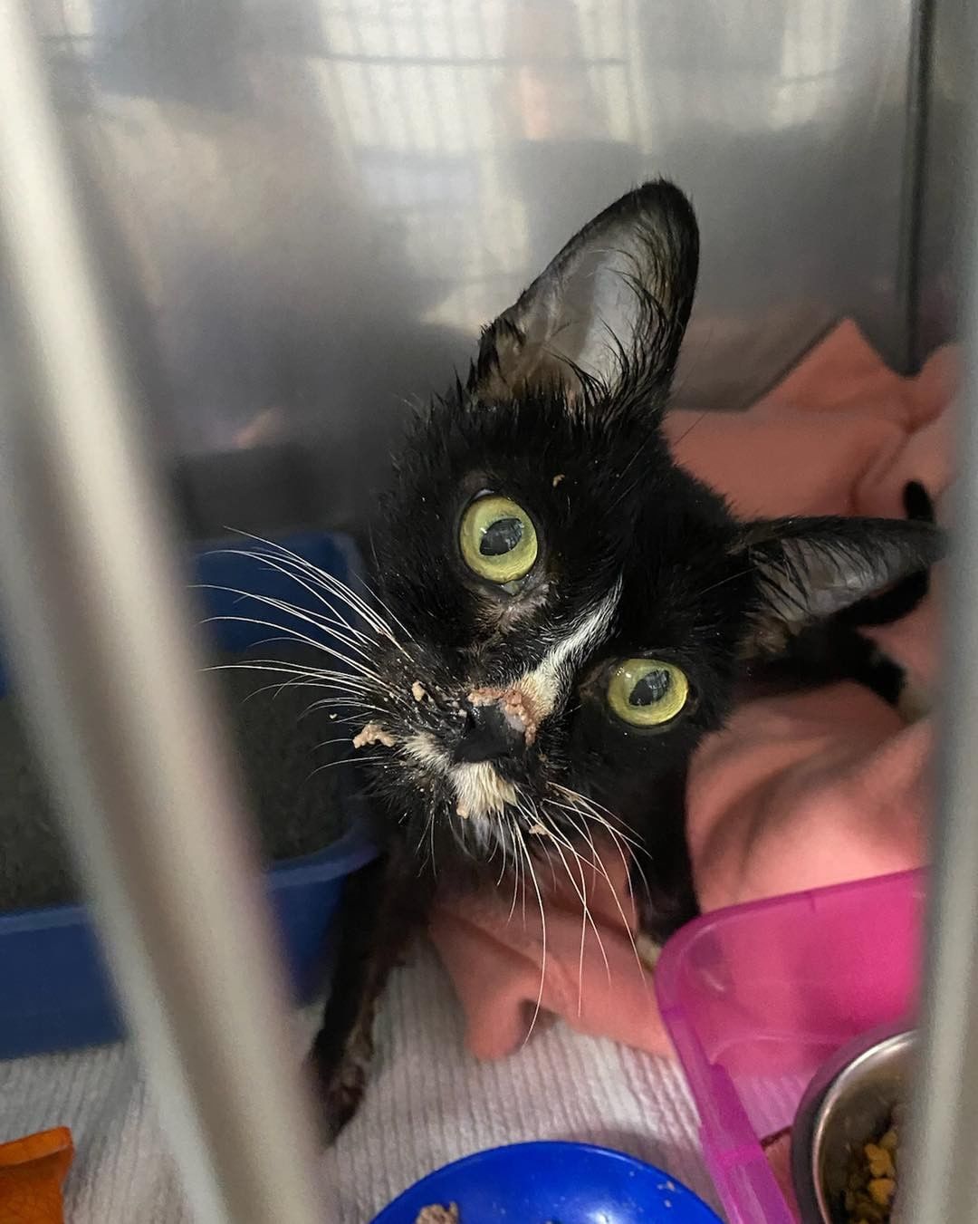 Urgent plea for wet food! 🙀

This is who your donation helps!  Dudley is just one of many kitties in our care, who benefit from eating their weight in wet food. 

Our kitties are not picky, they will eat about any flavor of pate style food we give them!

Can you help us restock our shelves?

We have several ways to do this:

Chewy: 

https://www.chewy.com/g/20-3228587_b74061017

Amazon: 

https://www.amazon.com/hz/wishlist/ls/1VQ6GIBHGGVTN?ref_=wl_share

🐾 Thank you all! Focus on Ferals would not exist without the kindness and generosity of our amazing community. The kitties and volunteer team appreciate your continued support!