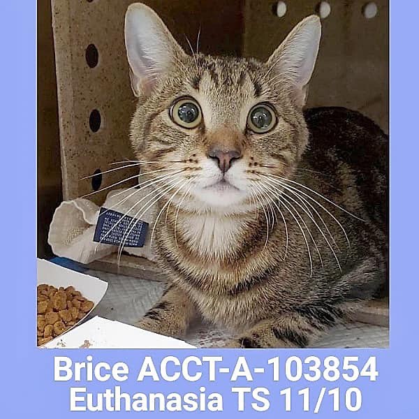 🔺🔺ACCT PHILADELPHIA - BRICE (ACCT-A-103854) IS TIMESTAMPED FOR 10:00AM WEDNESDAY 11/10/2021 - TOMORROW MORNING!🔺🔺

🆘 Euthanasia Timestamp WEDNESDAY 11/10/2021 - TOMORROW MORNING!🆘

*** HIT BY CAR ***

❤️PLEASE SHARE❤️

⚠️Can be saved by RESCUE⚠️

💰To pledge on Instagram the link is on my main page. On Facebook: https://tinyurl.com/ACCTPhillyPledgeForm

🔺🔺FOSTERS NEEDED🔺🔺

If you can ADOPT or FOSTER this cat, then email lifesaving@acctphilly.org
(If you are an adopter interested in this pet, you must connect with a rescue partner that is willing to pull on your behalf. Please DM if you need help with this.)

😿Brice ACCT-A-103854
 ▪️Male, 1Y, 7.63 lbs. Brice is an young male community cat, apparently hit by a car. Upon examination, Brice was noted to have a suspected pelvic injury as indicated by bloody urine that is most commonly sustained from trauma. He requires additional diagnostics and care beyond the capacity of the shelter to determine the extent of his injuries, treatment options, and long term prognosis. Upon placement, Brice must go directly to a veterinarian for care.