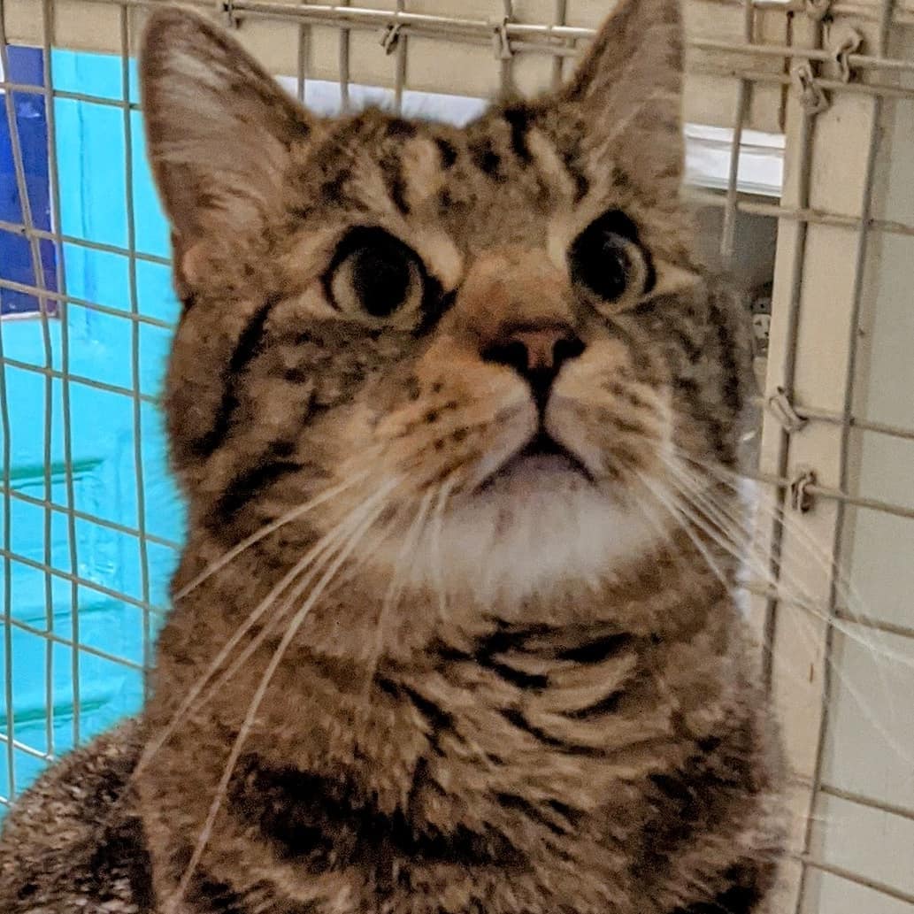 Meet Tigger!! He is sweet, playful, loves people, and being brushed. Come meet him at Ollie's Place. November is Adopt-A-Senior Pet Month and cutie Tigger is looking for his fur-ever home 😻

🕓 Hours:
M-F: 6-8pm
Weekends: 12-5pm
😺❤️ 

For donations:

Amazon Wish List:
https://www.amazon.com/hz/wishlist/ls/31R89PFPJOXUJ

Chewy Wish List:
https://www.chewy.com/g/mighty-muttsollies-place_b86125704

Venmo:
@MightyMutts 

Or call our local pet shop 'Whiskers' to donate to the Ollie's account: (212) 979-2532

<a target='_blank' href='https://www.instagram.com/explore/tags/olliesplace/'>#olliesplace</a> <a target='_blank' href='https://www.instagram.com/explore/tags/mightymutts/'>#mightymutts</a> <a target='_blank' href='https://www.instagram.com/explore/tags/adoptdontshop/'>#adoptdontshop</a> <a target='_blank' href='https://www.instagram.com/explore/tags/seniorpetsofig/'>#seniorpetsofig</a> <a target='_blank' href='https://www.instagram.com/explore/tags/adoptasenior/'>#adoptasenior</a> <a target='_blank' href='https://www.instagram.com/explore/tags/adoptaseniorpetmonth/'>#adoptaseniorpetmonth</a> <a target='_blank' href='https://www.instagram.com/explore/tags/cats/'>#cats</a> <a target='_blank' href='https://www.instagram.com/explore/tags/catsofinstagram/'>#catsofinstagram</a> <a target='_blank' href='https://www.instagram.com/explore/tags/purrfect/'>#purrfect</a> <a target='_blank' href='https://www.instagram.com/explore/tags/adorable/'>#adorable</a> <a target='_blank' href='https://www.instagram.com/explore/tags/catoftheday/'>#catoftheday</a> <a target='_blank' href='https://www.instagram.com/explore/tags/cats_of_instagram/'>#cats_of_instagram</a> <a target='_blank' href='https://www.instagram.com/explore/tags/catstagram/'>#catstagram</a> <a target='_blank' href='https://www.instagram.com/explore/tags/eastvillage/'>#eastvillage</a> <a target='_blank' href='https://www.instagram.com/explore/tags/nyccats/'>#nyccats</a> <a target='_blank' href='https://www.instagram.com/explore/tags/nyc/'>#nyc</a> <a target='_blank' href='https://www.instagram.com/explore/tags/pictureoftheday/'>#pictureoftheday</a>