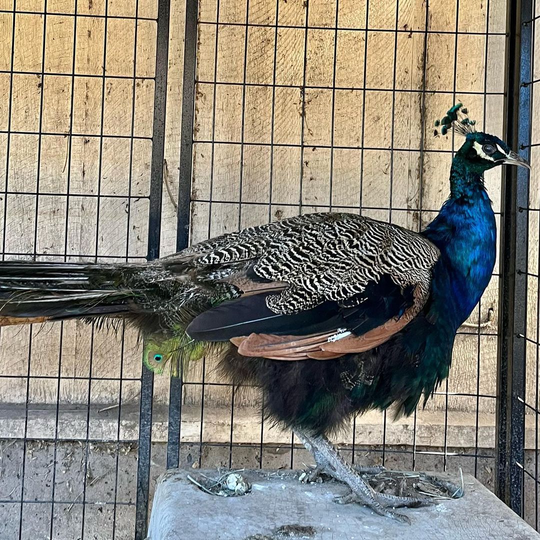 The gorgeous peacock was found as a stray on upper State St I’m Santa Barbara on November 1st. Anyone know his owner? Is anyone interested in adopting? Any interested rescues out there? Please call us at 805-681-5285.