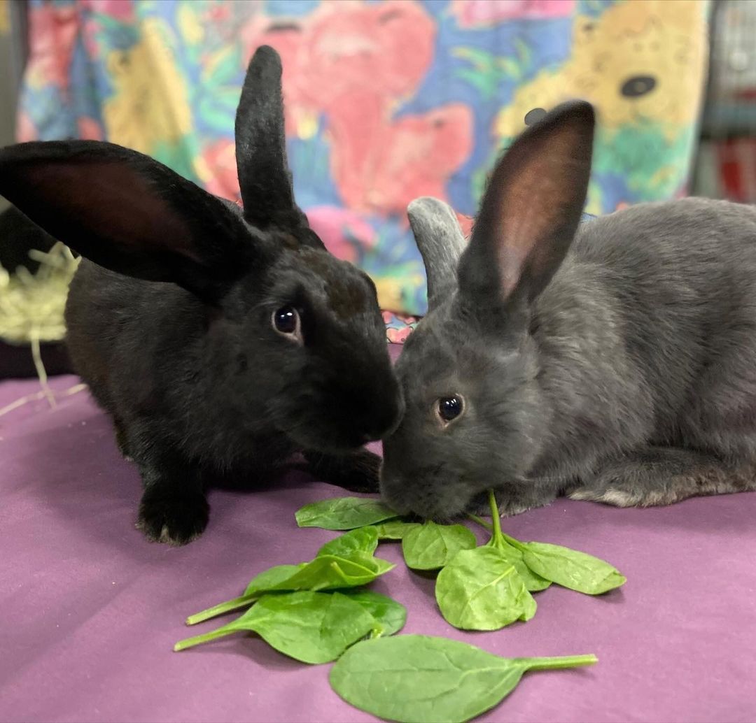 AMICAL DUO CHERCHE COMPAGNIE 🐰🐰

Midnight et Édouard, deux jeunes frères de 6 mois, cherchent une famille qui les adoptera ensemble. Ce duo est vraiment super gentil, très facile d’approche et aime beaucoup les caresses! Les épinards sont, sans contredit, leur collation favorite. Plutôt actifs, les deux lapereaux adorent courir, sauter et jouer dans des tunnels. Ils ont besoin de beaucoup d’espace pour bouger et se dégourdir les pattes! Des enfants attentionnés trouveront en Midnight et Édouard de sympathiques compagnons. Et puis, comment résister à ces deux paires d’oreilles?
Les lapins sont de fascinantes petites bêtes, mais ils sont encore mécompris. Il est donc important d’en savoir un peu plus sur eux avant l’adoption. Cliquez sur le lien « Animal vedette Salut Bonjour » dans notre bio ou visitez spca.com pour les détails.

//
FRIENDLY RABBITS LOOKING FOR A FOREVER HOME

Midnight and Edouard, two 6-month-old brothers, are looking for a family who will adopt them together. An inseparable pair, they are exceptionally friendly and easy to handle, and they love being petted! Their favourite snack? Spinach, for sure. Both are very active and love to hop around and play in tunnels. They need lots of room stretch their legs! Gentle children will find that Midnight and Edward are great companions. Plus, how can you resist these two pairs of ear?
Rabbits are fascinating little creatures, but they are also often misunderstood. It is therefore important to know about rabbits before bringing them home. Click on the link “Animal vedette Salut Bonjour” in our bio o visit spca.com for details.