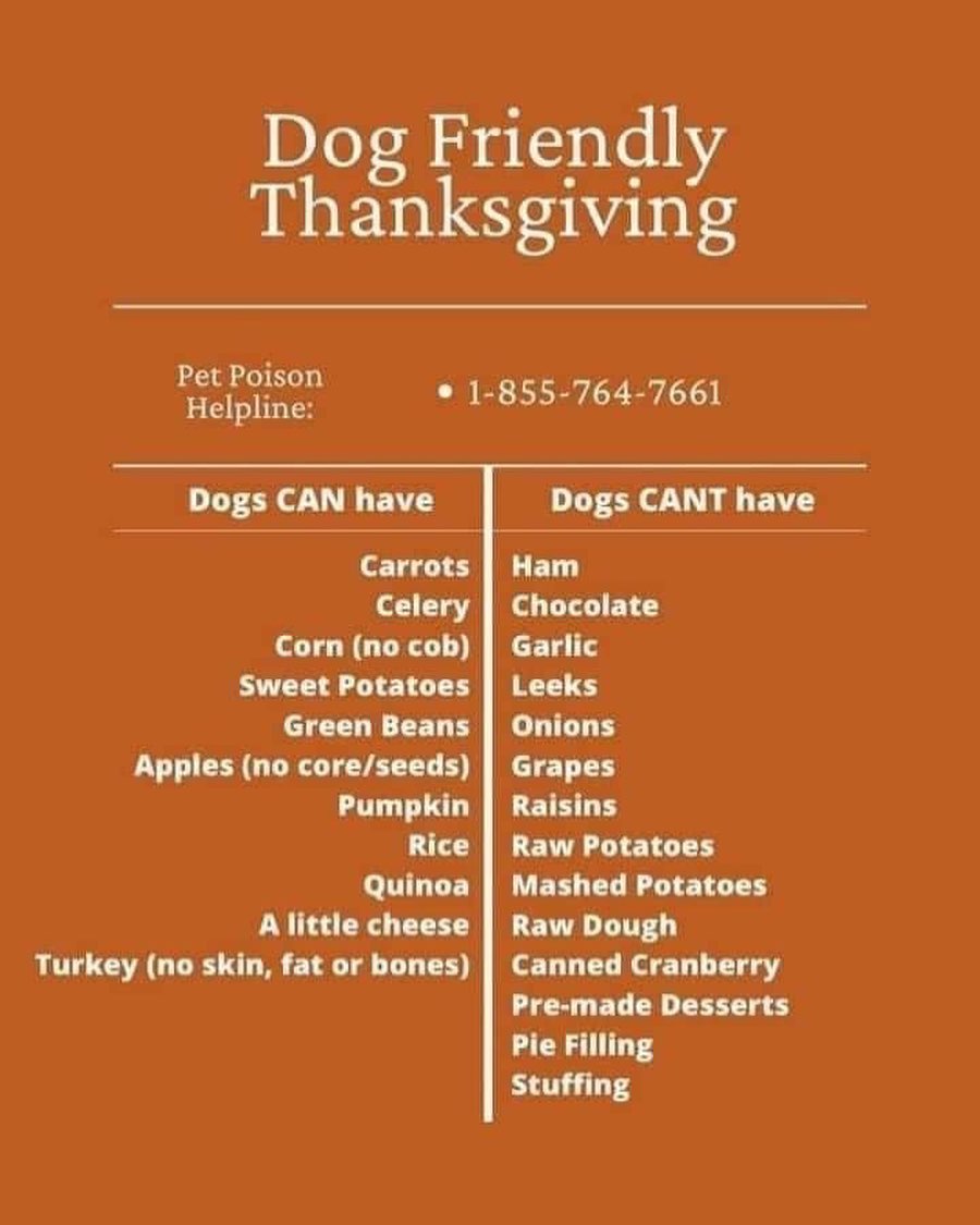 Turkey Day is almost upon us, keep your pup healthy and safe 🧡 **check with your vet before giving any human food to your pup!**