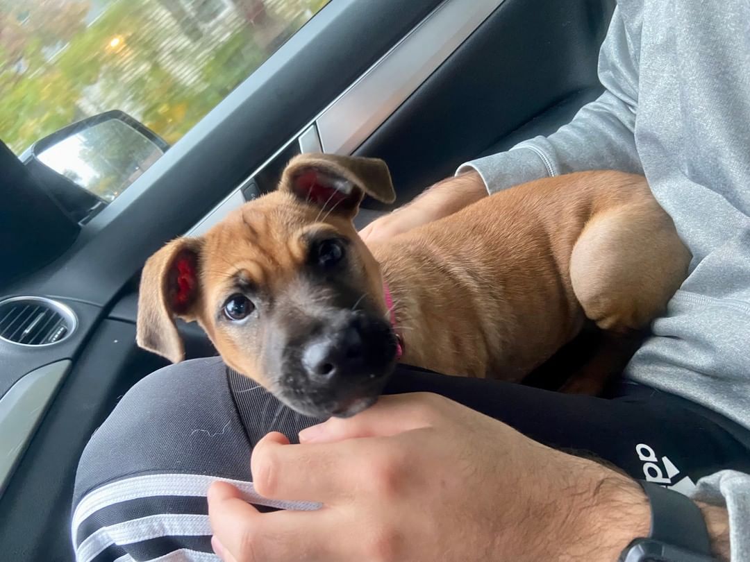 Sugar and spice (lots of spice!) and everything nice! Zoey is a 12 week old, 15 lb Black Mouth Cur mix (best guess!) whose Long Island foster mom says, 