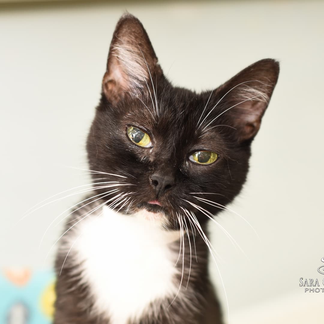 Getting hungry for a midday snack? 🍝
.
We recommend treating yourself to a heaping helping of cuteness from Tortellini and Alfredo! 😍
.
🎩 These bonded sisters are always dressed in their finest tuxedos and ready for any fashion occasion! Both Tortellini and Alfredo and are social, sweet, and LOVE to be petted, though each kitty has her favorite hobbies.
.
🐈🐈 Tortellini has dubbed herself head of the neighborhood watch, and loves to gaze out a big, sunny window and watch the world go by. Alfredo, on the other hand, always wants to be where the people are, and is the perfect, quiet companion to help you with tasks around the house. 
.
They are hoping to find a calm forever home where they can enjoy cat beds, wet cat food, and, of course, get lots of attention! 💕 
.
🐾 If you'd like to adopt this dynamic duo, visit our website linked in our bio! 👆