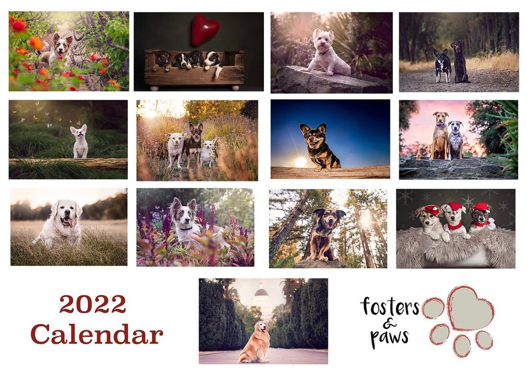 Sneak Peek! 

Good Morning! We are so excited to announce that the 2022 Fosters and Paws calendar is finished, and looking forward to having the hard copies here soon! Thank you thank you so much to those of you that participated in the shoots. I’m over the moon with what we got! Too many cute faces! You can get your orders in with the presale link below.

People always ask how they can help. This is one of the perfect ways! You can donate, and get something fabulous at the same time. 

Feel free to share this post! The more shares, the more we can spread the word and our beautiful calendars! 

https://fostersandpaws.org/support
