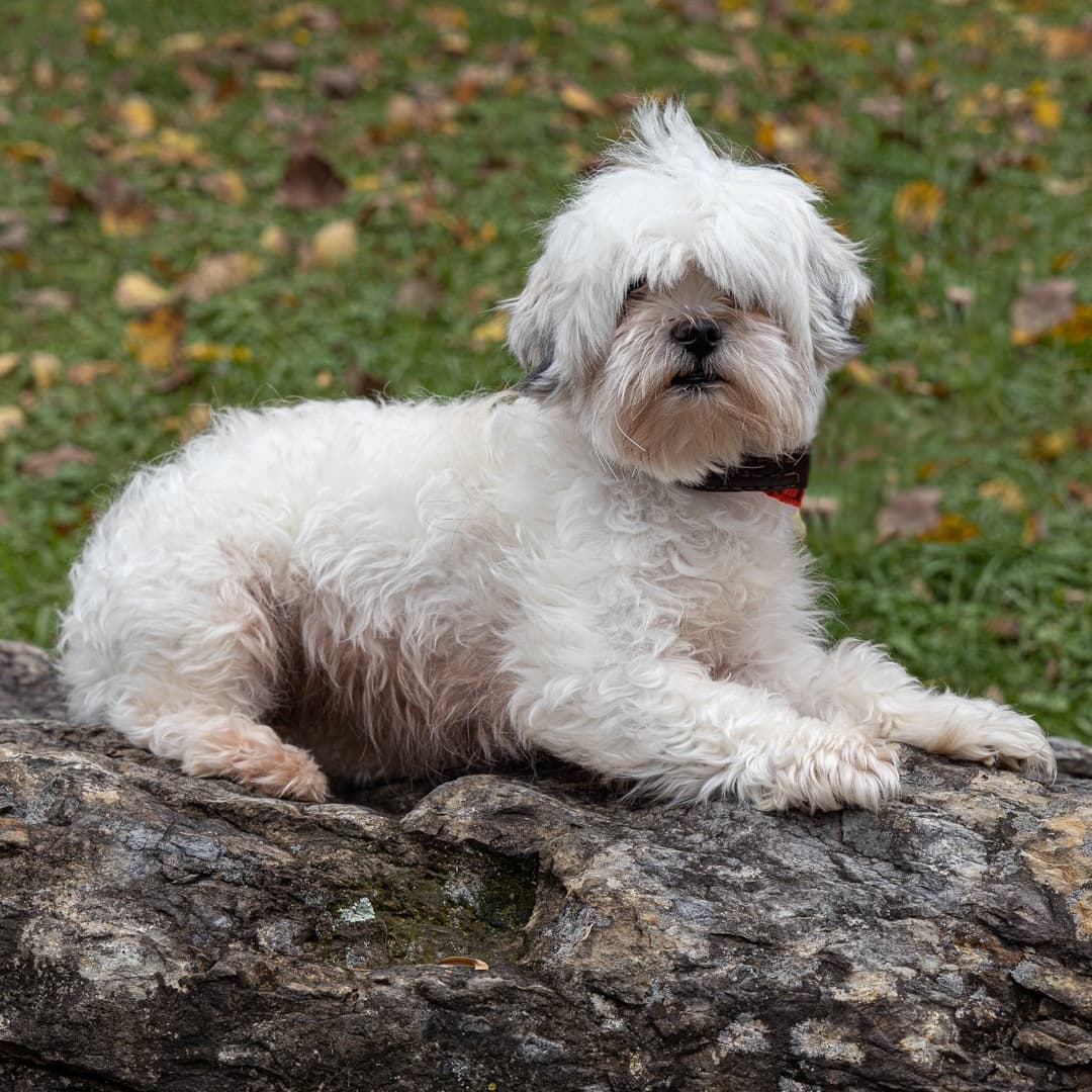 Meet Winter, a 2-year-old female Shih Tzu/mix who ended up at AWSOM through no fault of her own. If we find this sweet girl a loving home before the winter soltice we will change her name to Autumn. 
______________________________________
<a target='_blank' href='https://www.instagram.com/explore/tags/shihtzusofinstagram/'>#shihtzusofinstagram</a> <a target='_blank' href='https://www.instagram.com/explore/tags/shihtzulover/'>#shihtzulover</a>  <a target='_blank' href='https://www.instagram.com/explore/tags/adoptbeforewinter/'>#adoptbeforewinter</a>  <a target='_blank' href='https://www.instagram.com/explore/tags/sweetgirl/'>#sweetgirl</a>