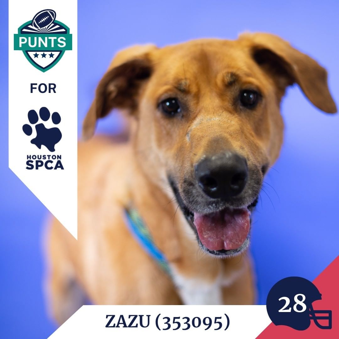 Here's this week's lineup for the Punts for Houston SPCA team! Newest picks include Duke, Ceasar, and Zazu! A big thank you to @houstontexans punter @camjjohnston and his wife @tiajohnston_ who sponsor the adoption fees for all of these wonderful canines! 
Come by and draft one of these big dogs into your family, their adoption fees are entirely covered! <a target='_blank' href='https://www.instagram.com/explore/tags/AdoptDontShop/'>#AdoptDontShop</a> <a target='_blank' href='https://www.instagram.com/explore/tags/GoTexans/'>#GoTexans</a> @texanscare