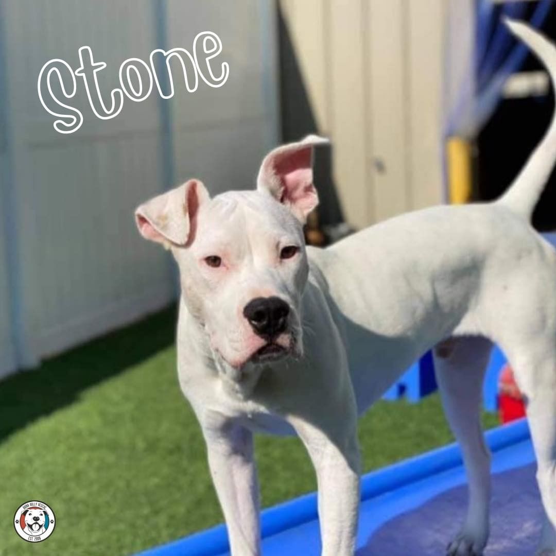 Stone is fun and playful. 😆 He doesn’t let anything get him down. Loves to go for walks and does zoomies when he gets excited. 🙌 At night or on the sofa, he likes to be in the middle snuggled up next to his humans! 🫂