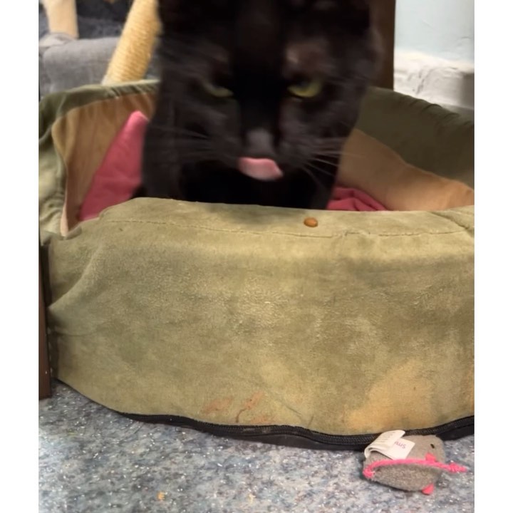 Tongue Out Tuesday 👅 Meet Bagara, a fun and affectionate kitty who loves to cuddle. Come visit her at Ollie’s Place 🕒 Weekday 5:30-8pm Weekend, noon-5 <a target='_blank' href='https://www.instagram.com/explore/tags/adoptseniorpetmonth/'>#adoptseniorpetmonth</a> <a target='_blank' href='https://www.instagram.com/explore/tags/seniorpet/'>#seniorpet</a> <a target='_blank' href='https://www.instagram.com/explore/tags/seniorcat/'>#seniorcat</a> <a target='_blank' href='https://www.instagram.com/explore/tags/adoptseniorpet/'>#adoptseniorpet</a> <a target='_blank' href='https://www.instagram.com/explore/tags/adoptseniorcats/'>#adoptseniorcats</a>