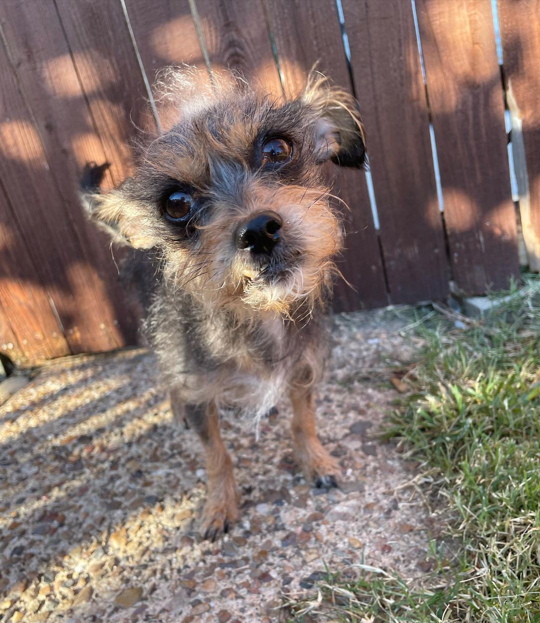 New rescue pup!!! Meet Razzle❤️ She is 4 years old and weighs a whole 5 pounds! She was transferred to us from a Dallas area shelter. She is missing a lot of her hair coat and is super underweight, but after a little bit of TLC, this cutie will be ready to find a forever home🐶❤️

Apply to adopt Razzle through the link in the bio!!