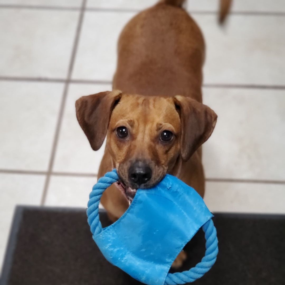 Who doesn't love Chocolate?!

Chocolate is a 1year old spayed female Beagle mix, weighing about 30lbs. 

Chocolate is super loving and an extremely cuddly companion. She is looking for a home with another dog to help her along with her confidence. She loves going for walks, playing at the dog park, and as many toys as she can get a hold of. She has energy to burn and will stay within a tongue length away from her person while at home.  She loves to play with all dogs and cats but can also stay busy with toys all by herself. New things make her nervous so she depends on her siblings to show her what is ok and what to actually be cautious of. She is still working on some basic commands and to stay at a distance when humans are eating. She is a very pretty girl that pictures don’t do justice, so you'll have to meet her in person!

<a target='_blank' href='https://www.instagram.com/explore/tags/adoptdontshop/'>#adoptdontshop</a>
<a target='_blank' href='https://www.instagram.com/explore/tags/luckymuttswi/'>#luckymuttswi</a>
<a target='_blank' href='https://www.instagram.com/explore/tags/rescuedogsmke/'>#rescuedogsmke</a>
<a target='_blank' href='https://www.instagram.com/explore/tags/doglovers/'>#doglovers</a>
<a target='_blank' href='https://www.instagram.com/explore/tags/rescuedogsofinstagram/'>#rescuedogsofinstagram</a>
<a target='_blank' href='https://www.instagram.com/explore/tags/sweetpup/'>#sweetpup</a>
<a target='_blank' href='https://www.instagram.com/explore/tags/mke/'>#mke</a>
<a target='_blank' href='https://www.instagram.com/explore/tags/mkepup/'>#mkepup</a>
<a target='_blank' href='https://www.instagram.com/explore/tags/wisconsinrescue/'>#wisconsinrescue</a>
<a target='_blank' href='https://www.instagram.com/explore/tags/lovedogs/'>#lovedogs</a>
<a target='_blank' href='https://www.instagram.com/explore/tags/rescue/'>#rescue</a>
<a target='_blank' href='https://www.instagram.com/explore/tags/foster/'>#foster</a>
<a target='_blank' href='https://www.instagram.com/explore/tags/adopt/'>#adopt</a>
<a target='_blank' href='https://www.instagram.com/explore/tags/dogsofinstagram/'>#dogsofinstagram</a>
<a target='_blank' href='https://www.instagram.com/explore/tags/dogrescue/'>#dogrescue</a>
<a target='_blank' href='https://www.instagram.com/explore/tags/beagle/'>#beagle</a>
<a target='_blank' href='https://www.instagram.com/explore/tags/chocolate/'>#chocolate</a>
<a target='_blank' href='https://www.instagram.com/explore/tags/cutie/'>#cutie</a>