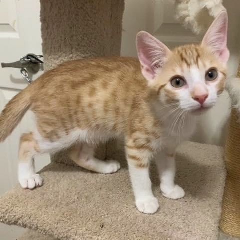 ✨SNAP✨CRACKLE✨POP✨

Our Rice Krispie kittens are ready to find their forever families! All are dog, cat, kid friendly, up to date on age appropriate vaccinations & deworming, and litter box trained! Read more about each of them below & then apply to meet them! 

🧡🤍Snap (orange with the most white) is the biggest of the litter. He loves to play rough. He would do well in a forever home with another active, playful cat. 

🧡✴️ Pop (orange with some white) is the greeter. He loves to say hello to you. He is also an active kitten and loves to climb on your back. He will also give you the stink eye when you give him kisses... but deep down he enjoys it. He would do well in a forever home with another active and playful cat.

🧡🧡 Crackle (orange) is the smallest of the litter and the most gentle. He doesn’t like to play rough and loves to be held. He would do great in a home with another playful but gentle cat.

Apply online today to meet them! Follow the link to our website in our profile!
.
.
.

<a target='_blank' href='https://www.instagram.com/explore/tags/fwabandoned/'>#fwabandoned</a> <a target='_blank' href='https://www.instagram.com/explore/tags/adoptdontshop/'>#adoptdontshop</a> <a target='_blank' href='https://www.instagram.com/explore/tags/ADOPT/'>#ADOPT</a> #🐾 <a target='_blank' href='https://www.instagram.com/explore/tags/adoptme/'>#adoptme</a> <a target='_blank' href='https://www.instagram.com/explore/tags/dallas/'>#dallas</a> <a target='_blank' href='https://www.instagram.com/explore/tags/fortworth/'>#fortworth</a> <a target='_blank' href='https://www.instagram.com/explore/tags/texas/'>#texas</a> <a target='_blank' href='https://www.instagram.com/explore/tags/texascat/'>#texascat</a> <a target='_blank' href='https://www.instagram.com/explore/tags/rescue/'>#rescue</a> <a target='_blank' href='https://www.instagram.com/explore/tags/rescuecat/'>#rescuecat</a> <a target='_blank' href='https://www.instagram.com/explore/tags/sheltercat/'>#sheltercat</a> <a target='_blank' href='https://www.instagram.com/explore/tags/catrescue/'>#catrescue</a> <a target='_blank' href='https://www.instagram.com/explore/tags/catlover/'>#catlover</a> <a target='_blank' href='https://www.instagram.com/explore/tags/cats/'>#cats</a> <a target='_blank' href='https://www.instagram.com/explore/tags/share/'>#share</a> <a target='_blank' href='https://www.instagram.com/explore/tags/repost/'>#repost</a> <a target='_blank' href='https://www.instagram.com/explore/tags/fosteringsaveslives/'>#fosteringsaveslives</a> <a target='_blank' href='https://www.instagram.com/explore/tags/foster/'>#foster</a> <a target='_blank' href='https://www.instagram.com/explore/tags/catsofinstagram/'>#catsofinstagram</a> <a target='_blank' href='https://www.instagram.com/explore/tags/dfw/'>#dfw</a> <a target='_blank' href='https://www.instagram.com/explore/tags/dfwdogs/'>#dfwdogs</a> <a target='_blank' href='https://www.instagram.com/explore/tags/orange/'>#orange</a> <a target='_blank' href='https://www.instagram.com/explore/tags/orangetabby/'>#orangetabby</a> <a target='_blank' href='https://www.instagram.com/explore/tags/tabbycat/'>#tabbycat</a>